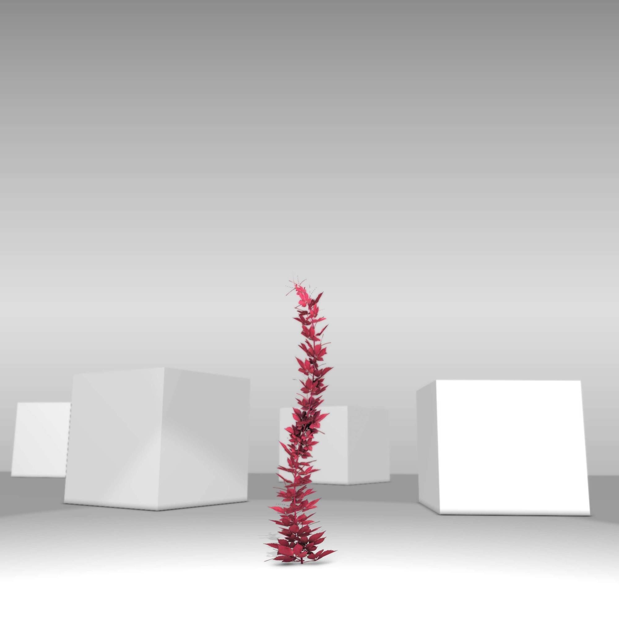 Wild Wine Vine - Parthenocissus - Autumn - Version 7 Low-poly 3D model_29