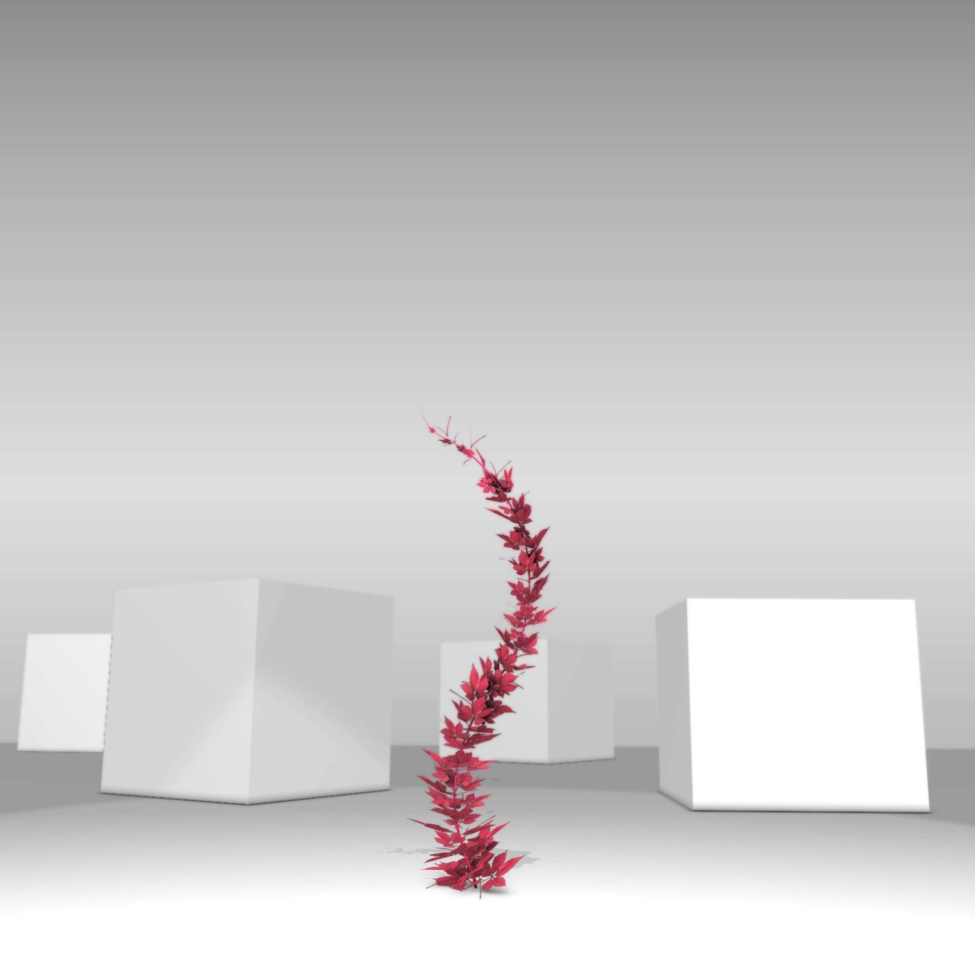 Wild Wine Vine - Parthenocissus - Autumn - Version 7 Low-poly 3D model_4