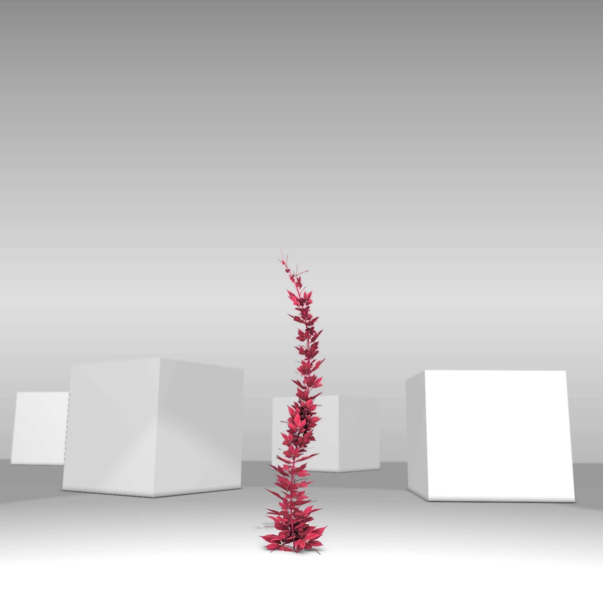 Wild Wine Vine - Parthenocissus - Autumn - Version 7 Low-poly 3D model_7