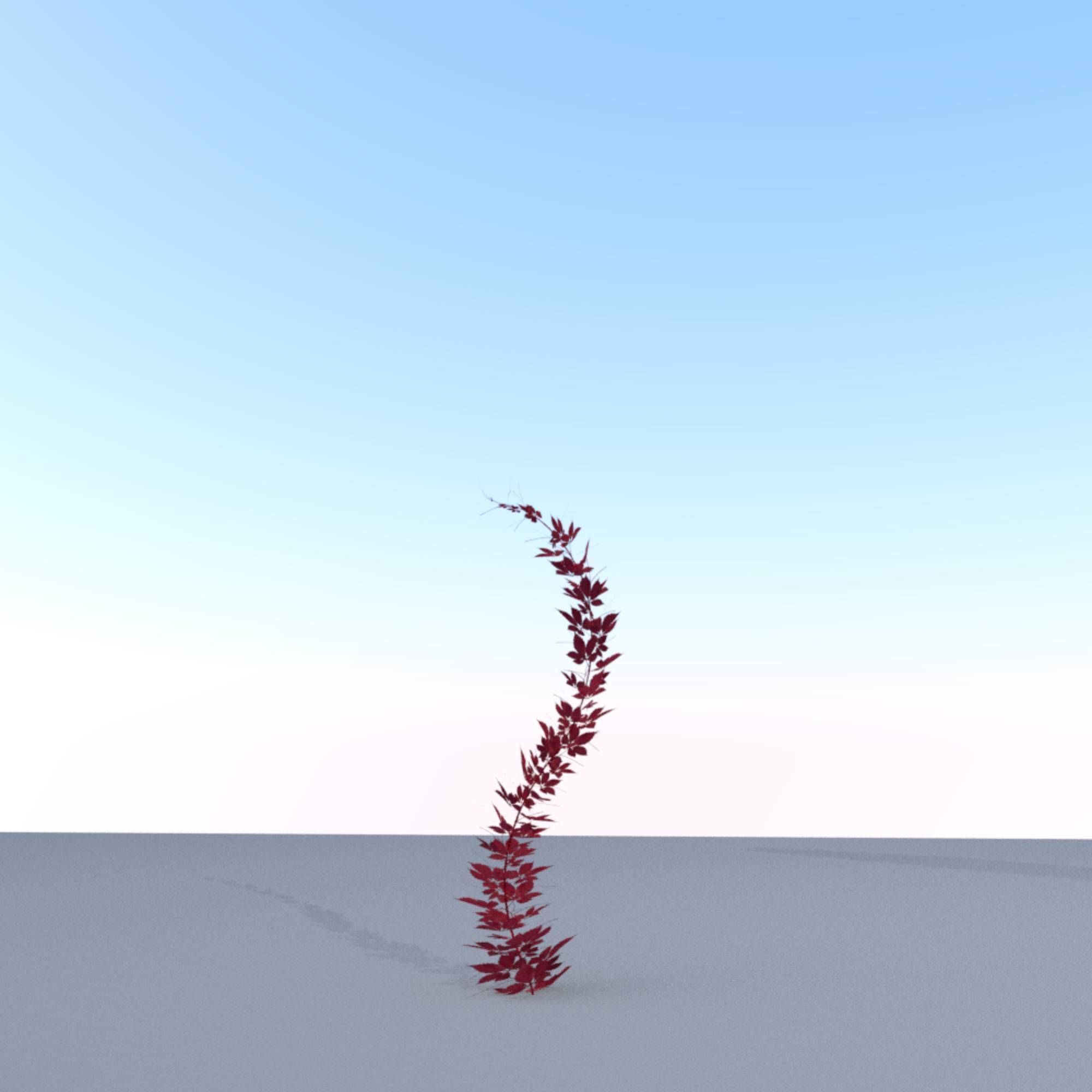 Wild Wine Vine - Parthenocissus - Autumn - Version 7 Low-poly 3D model_27