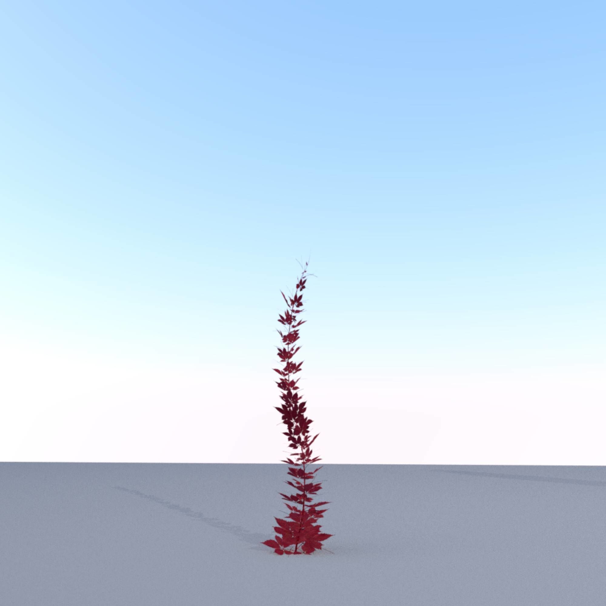 Wild Wine Vine - Parthenocissus - Autumn - Version 7 Low-poly 3D model_10