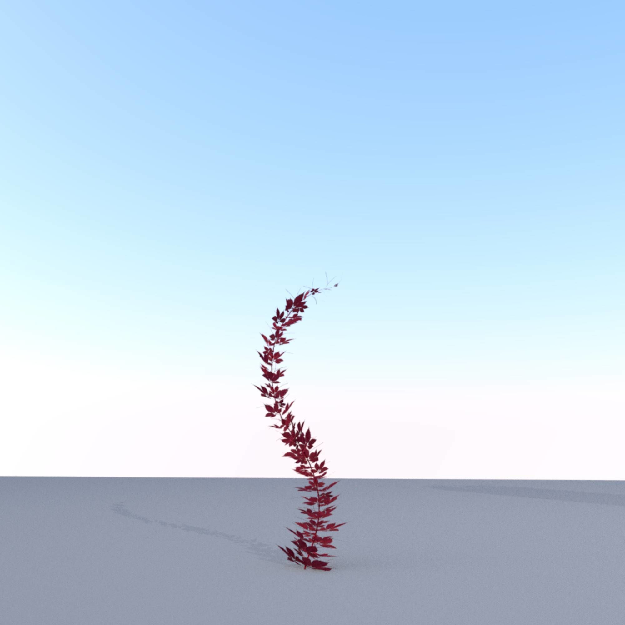 Wild Wine Vine - Parthenocissus - Autumn - Version 7 Low-poly 3D model_20