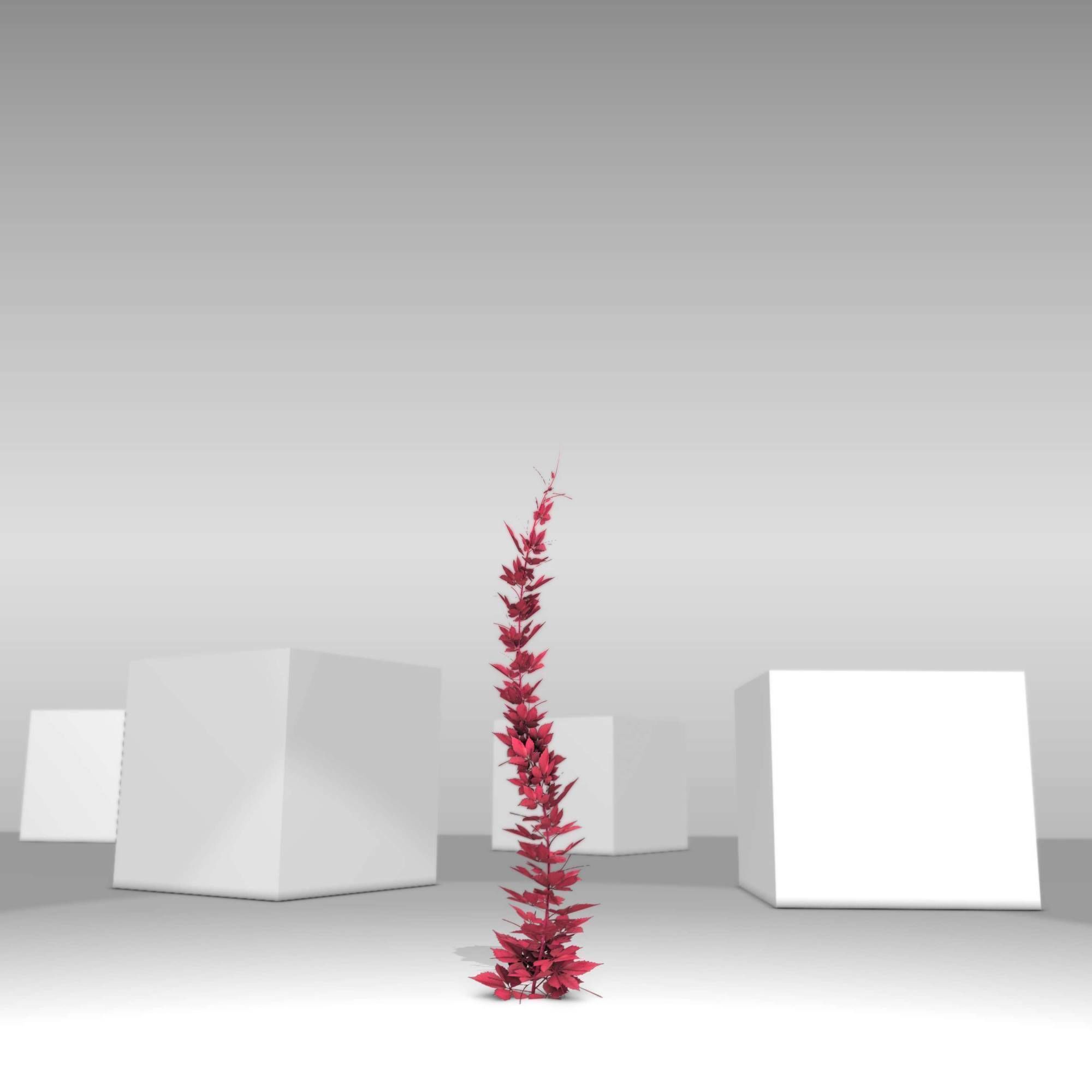 Wild Wine Vine - Parthenocissus - Autumn - Version 7 Low-poly 3D model_12