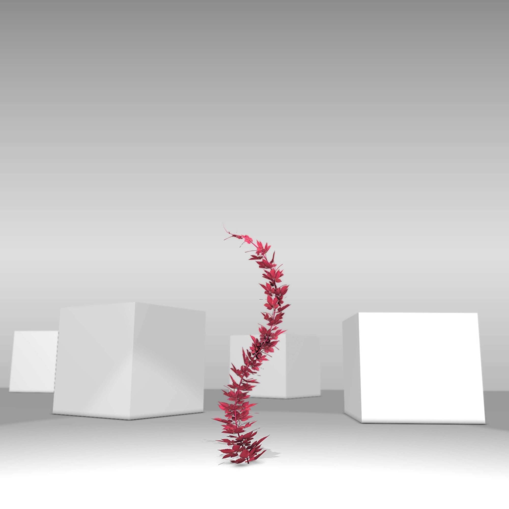 Wild Wine Vine - Parthenocissus - Autumn - Version 7 Low-poly 3D model_30