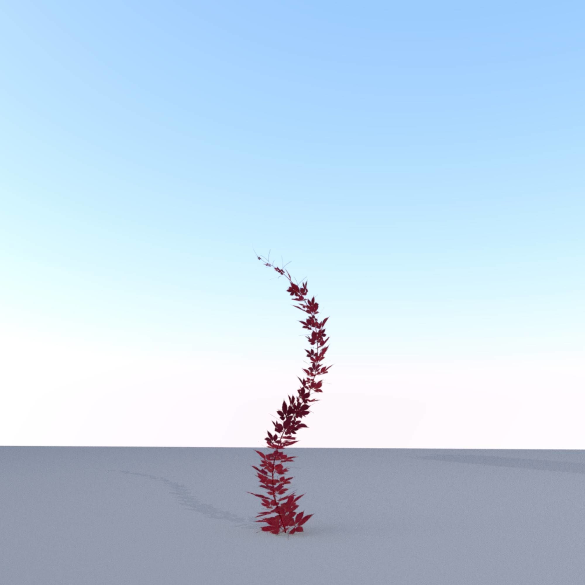 Wild Wine Vine - Parthenocissus - Autumn - Version 7 Low-poly 3D model_5