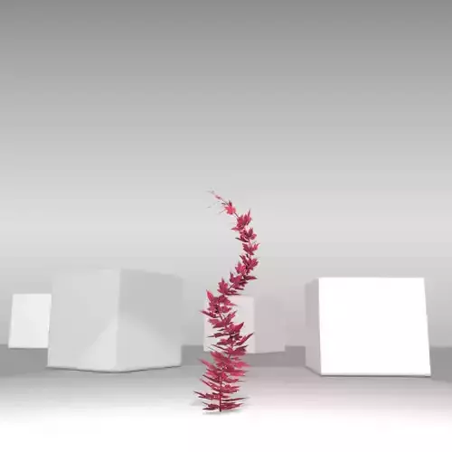 Wild Wine Vine - Parthenocissus - Autumn - Version 8