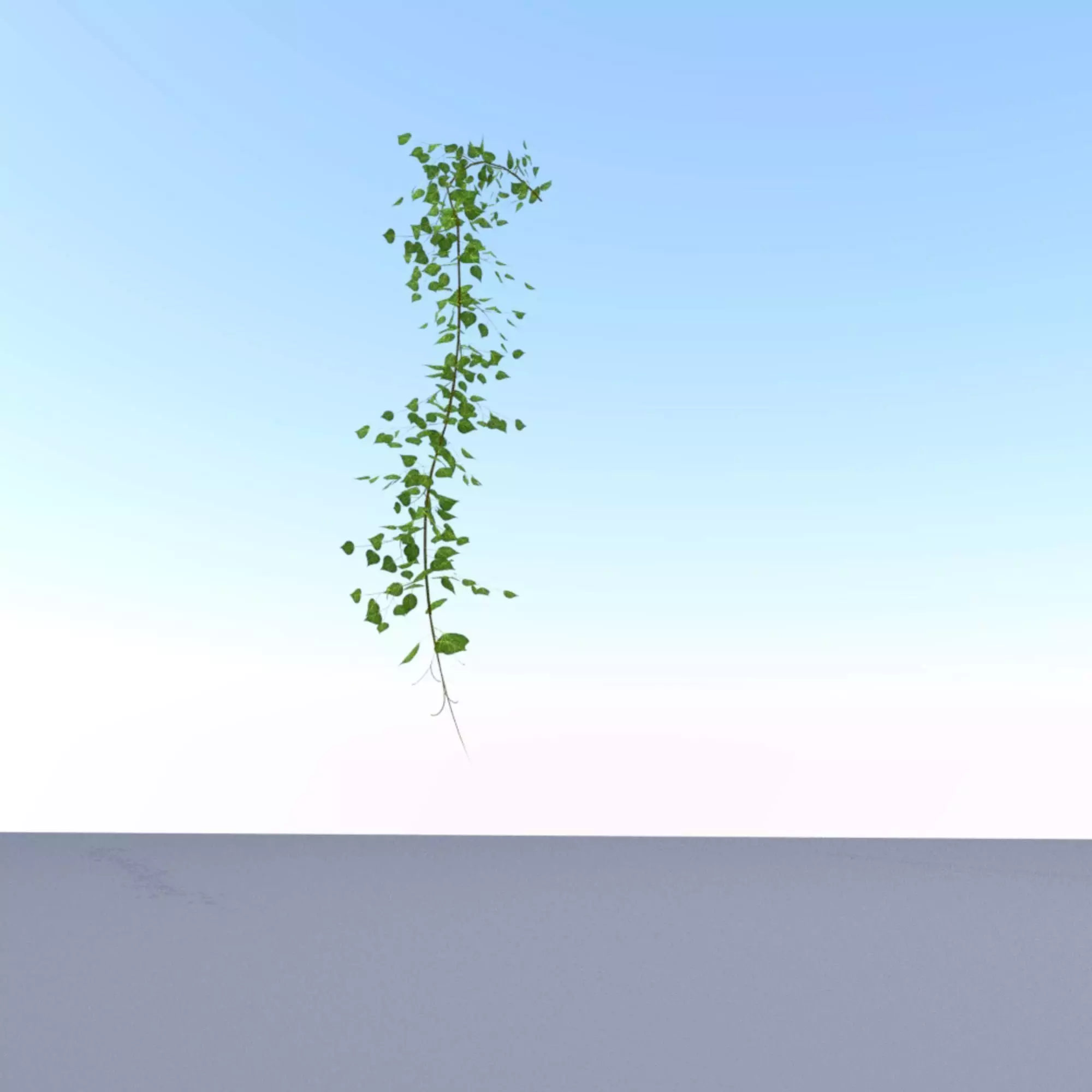 Ivy Vine - Version 13 Low-poly 3D model