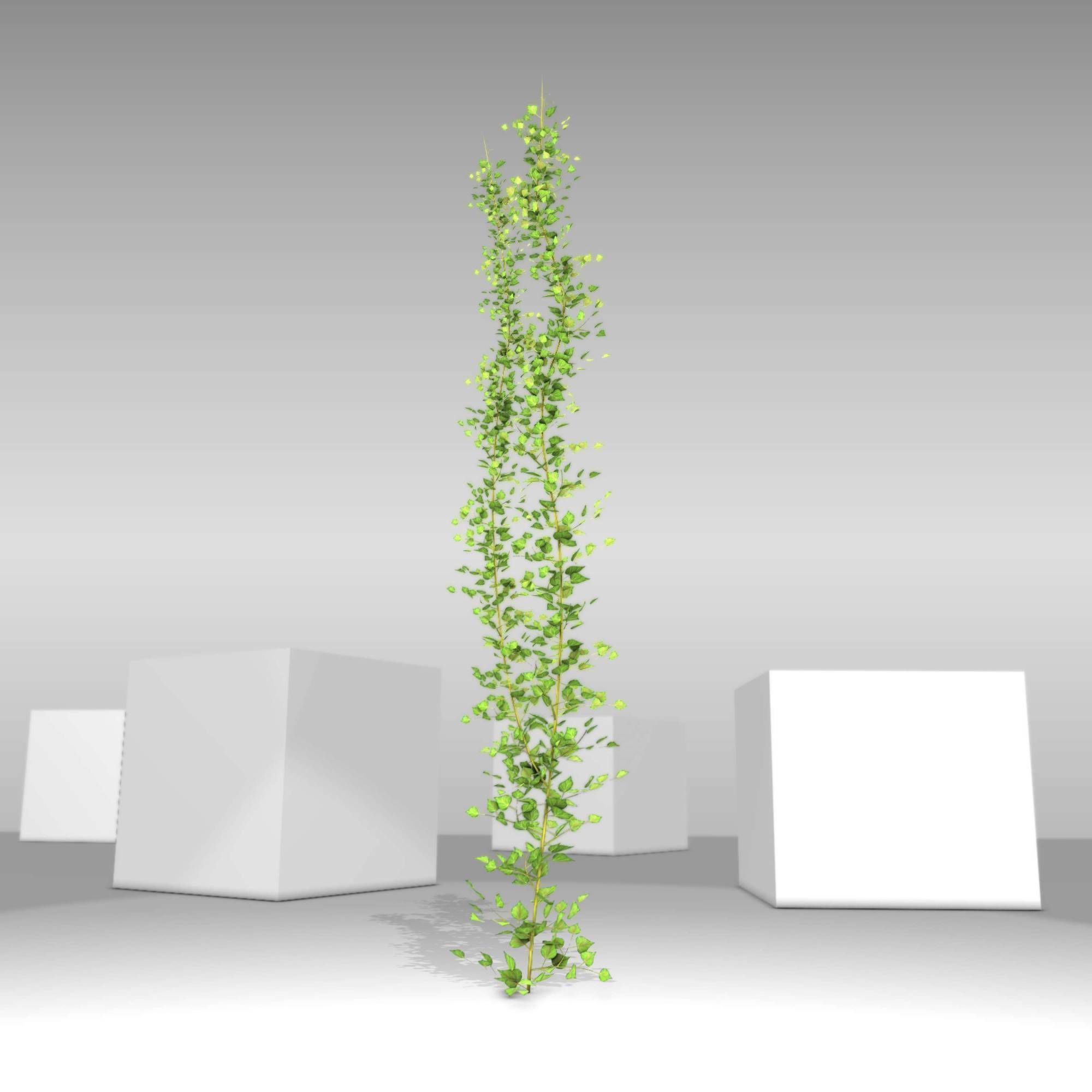 Ivy Vine - Version 2 Low-poly 3D model_4
