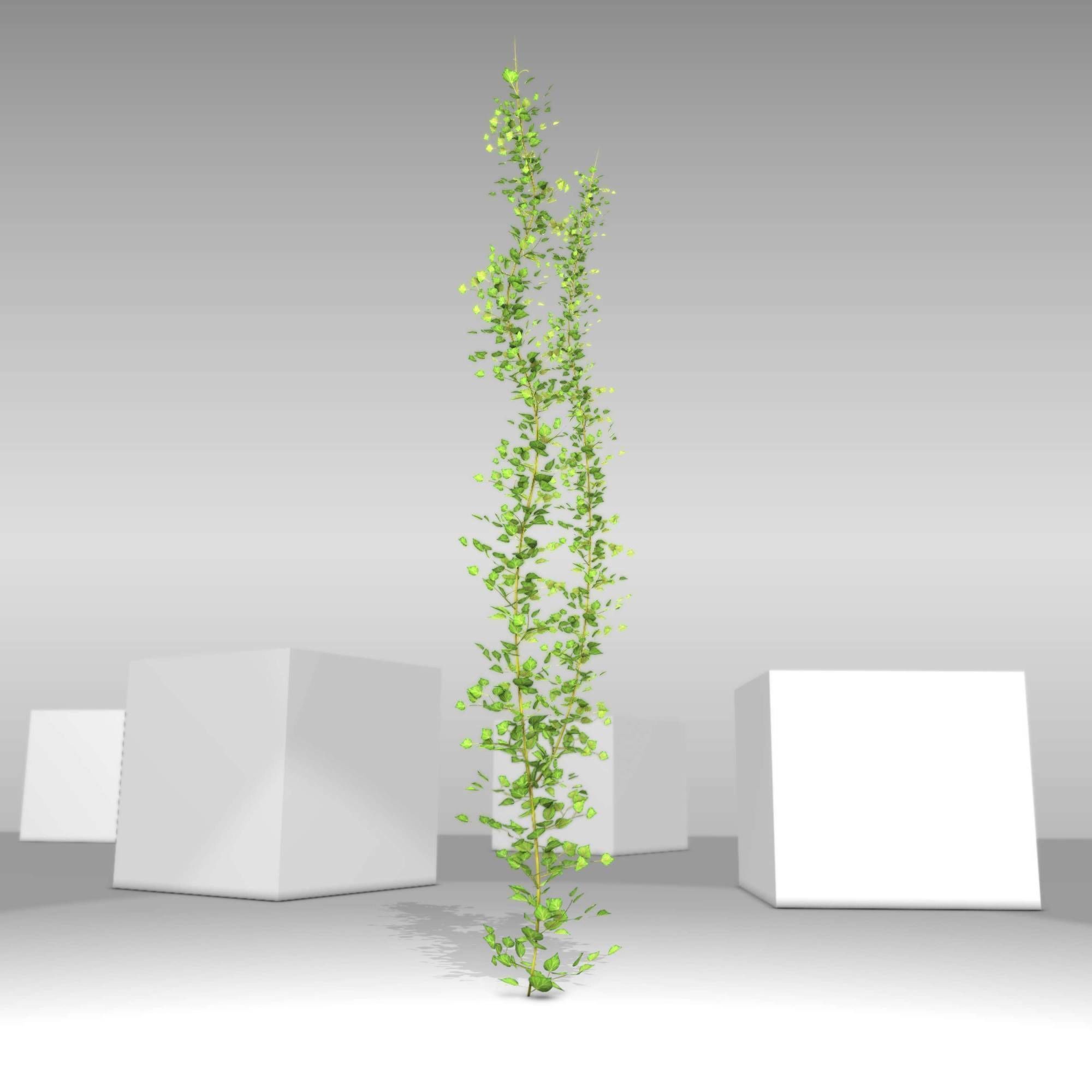 Ivy Vine - Version 2 Low-poly 3D model_18