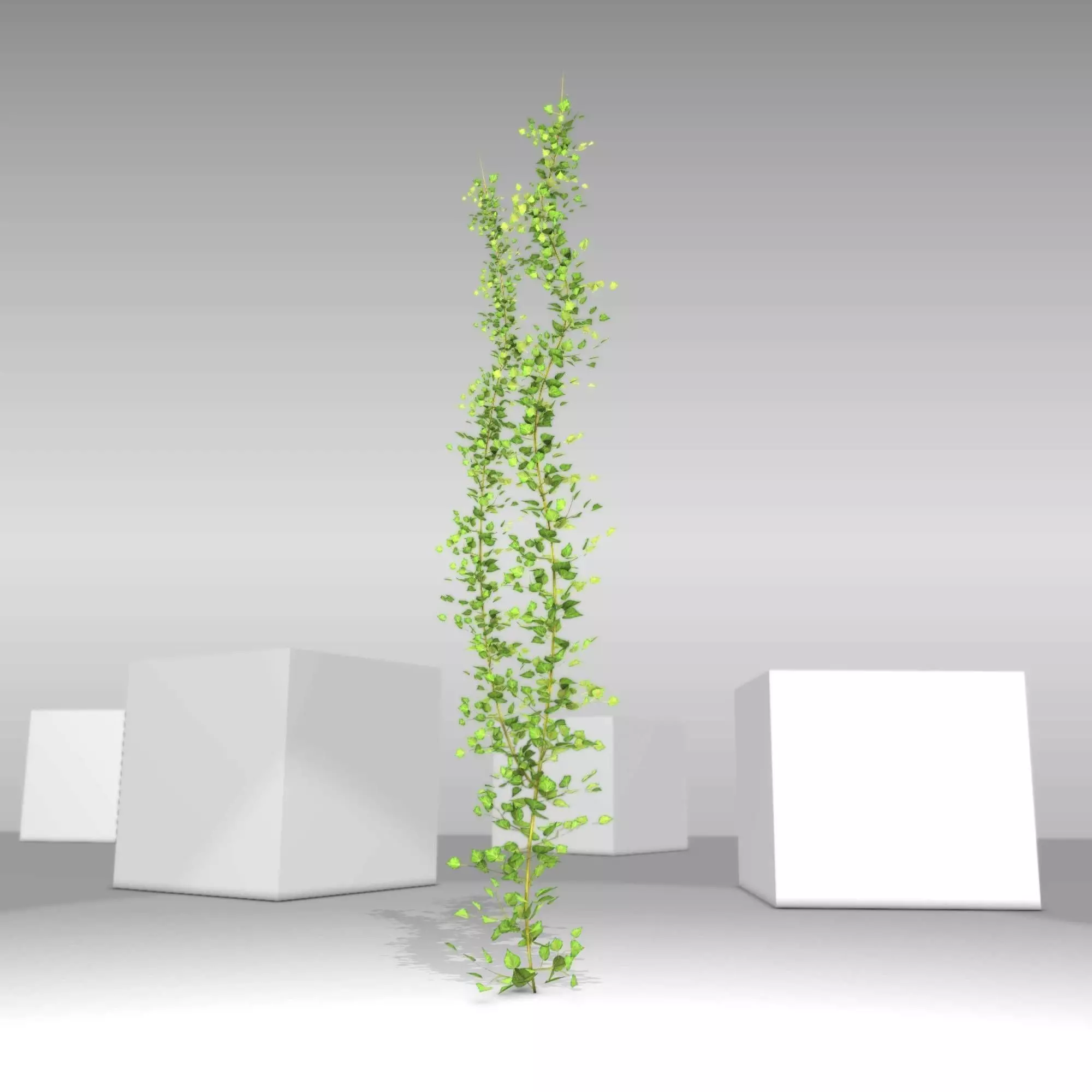 Ivy Vine - Version 2 Low-poly 3D model_0