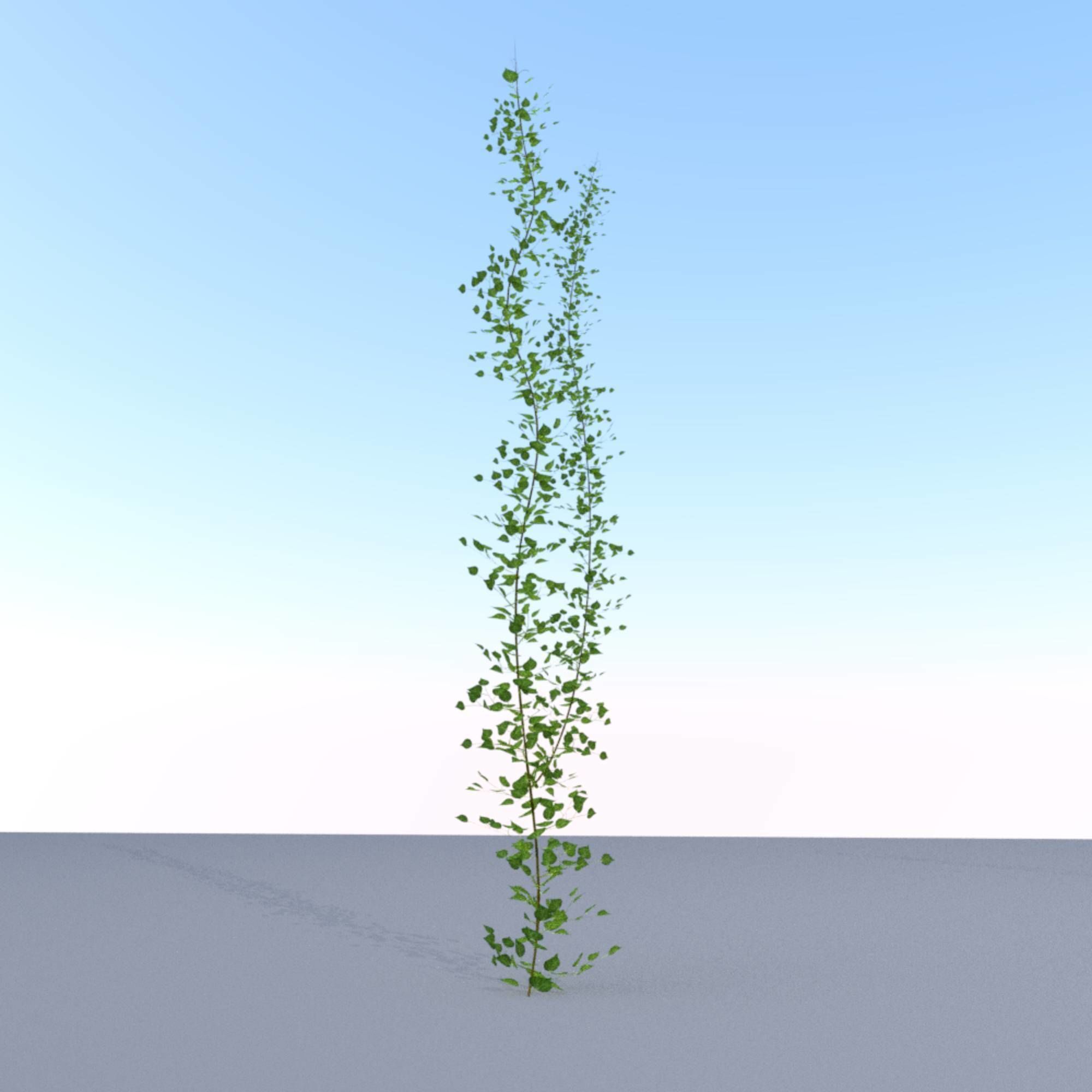 Ivy Vine - Version 2 Low-poly 3D model_15