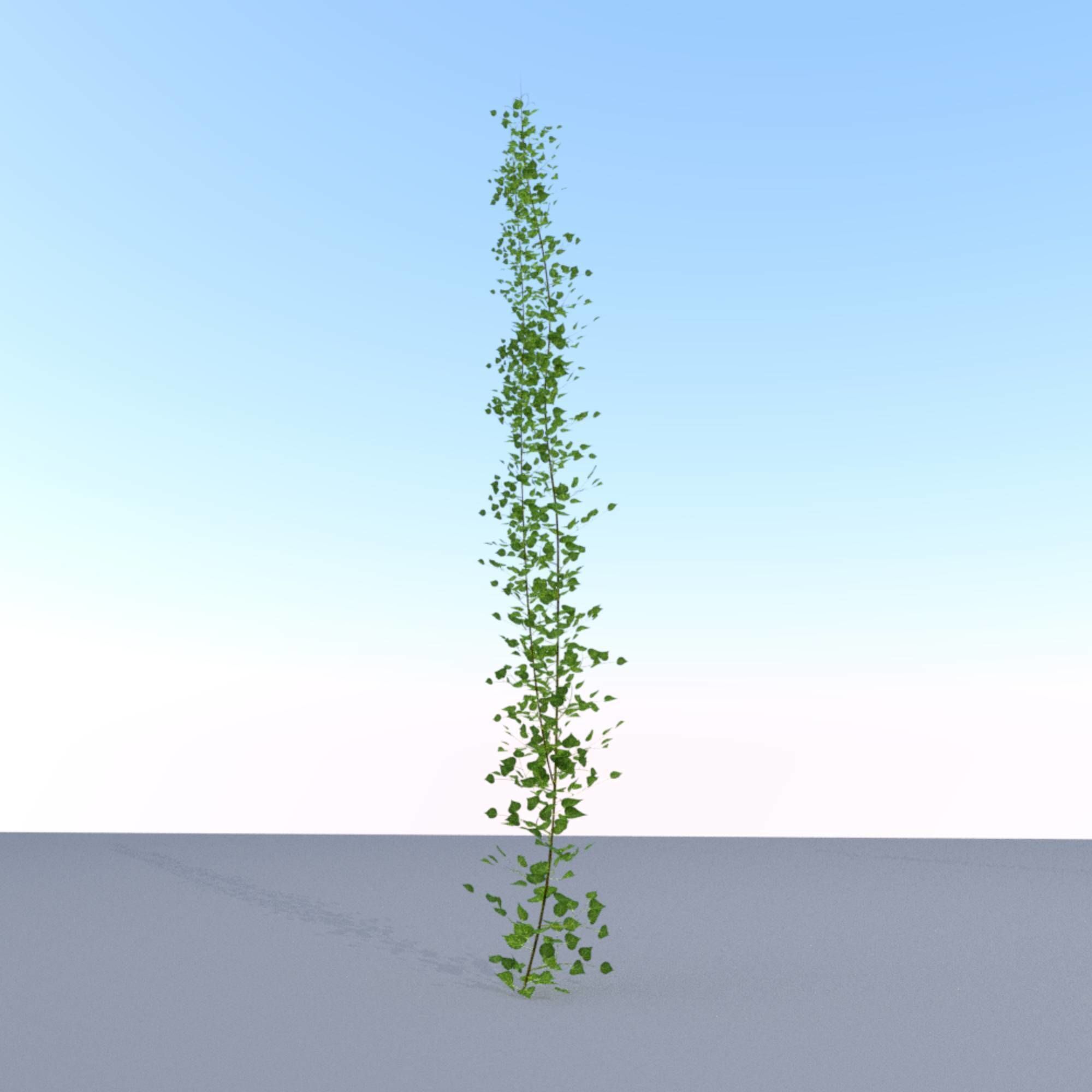 Ivy Vine - Version 2 Low-poly 3D model_8