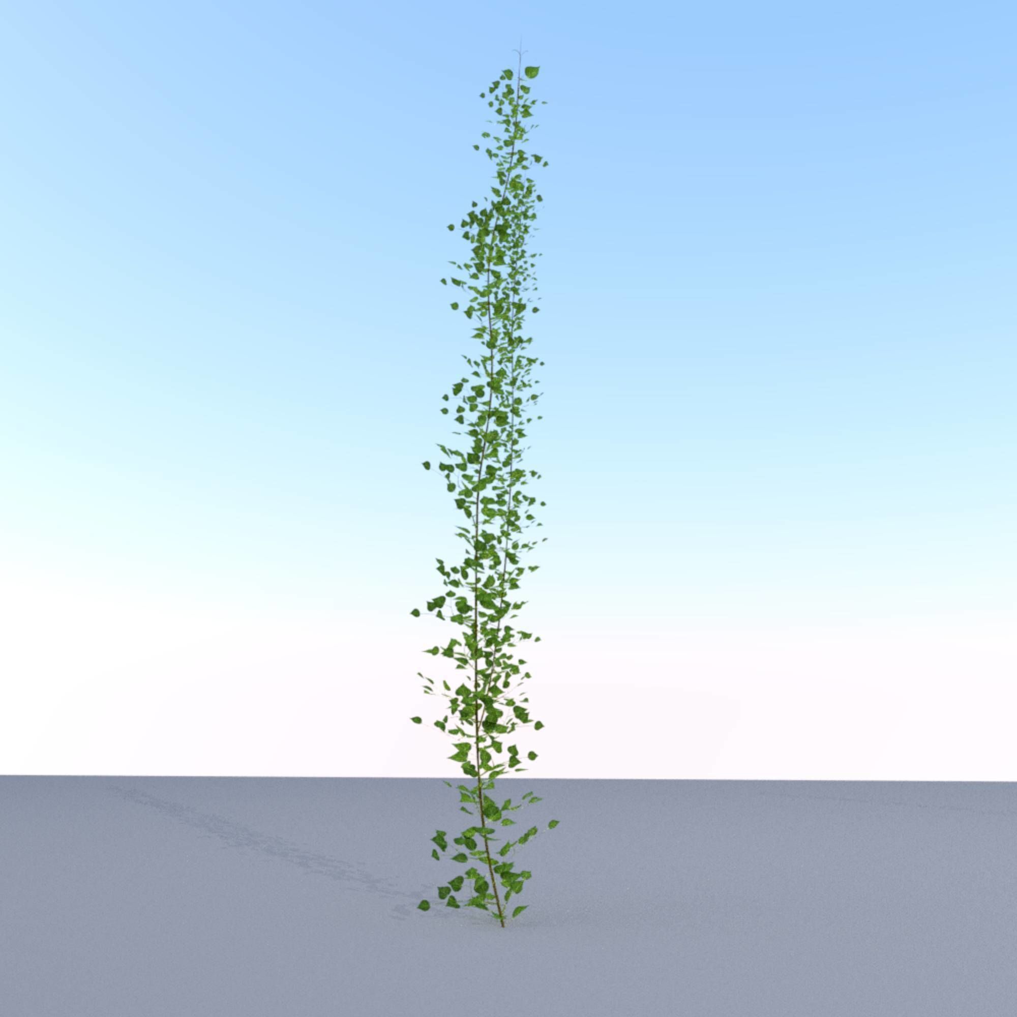 Ivy Vine - Version 2 Low-poly 3D model_23