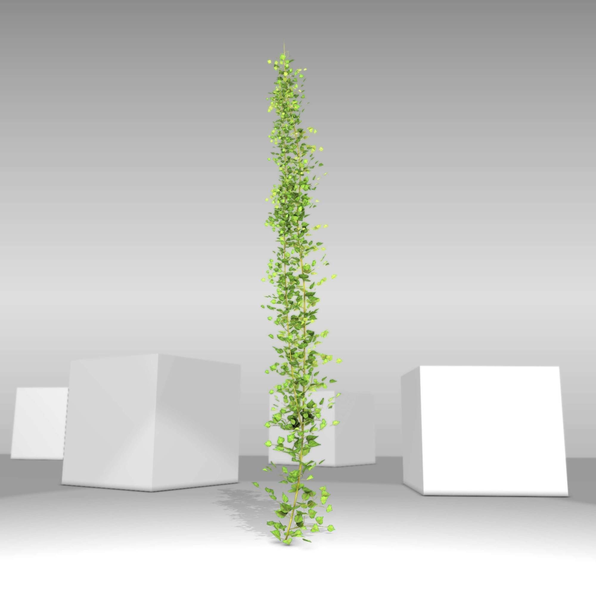 Ivy Vine - Version 2 Low-poly 3D model_7