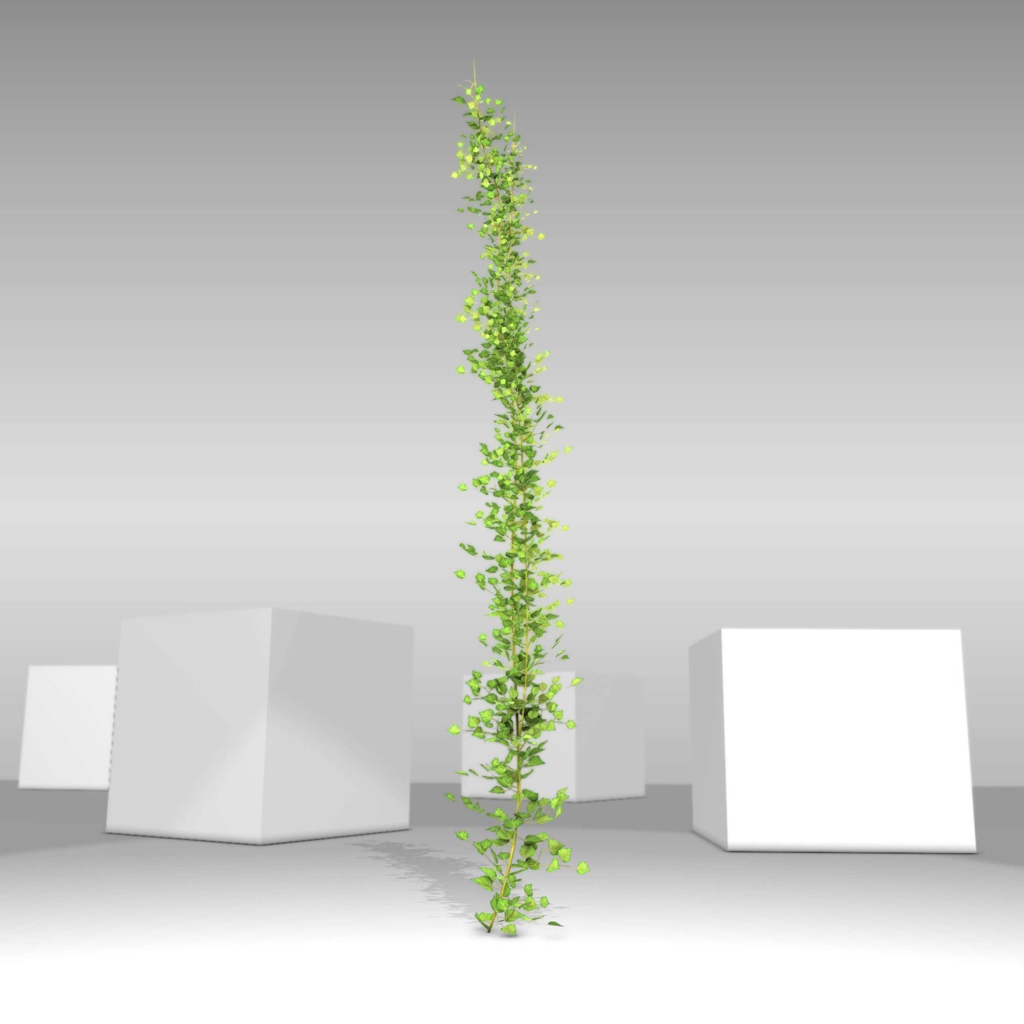 Ivy Vine - Version 2 Low-poly 3D model_10