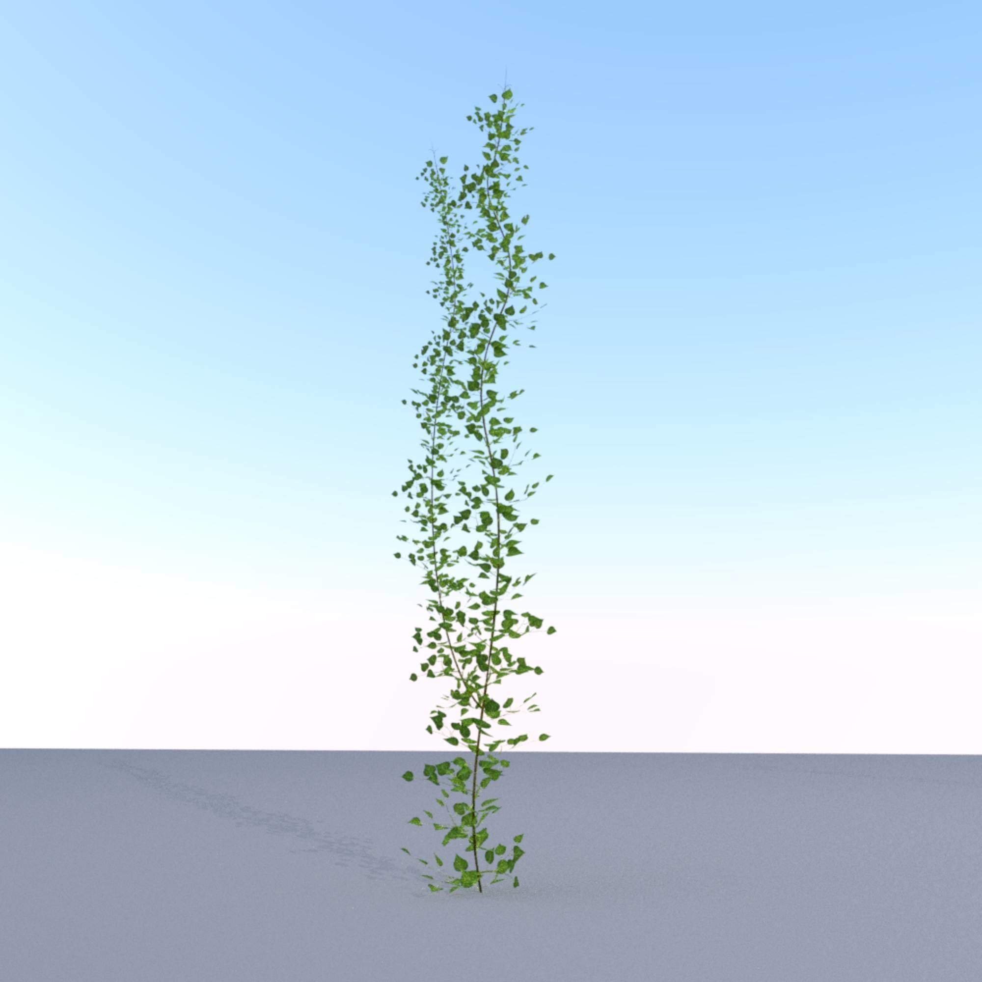 Ivy Vine - Version 2 Low-poly 3D model_2