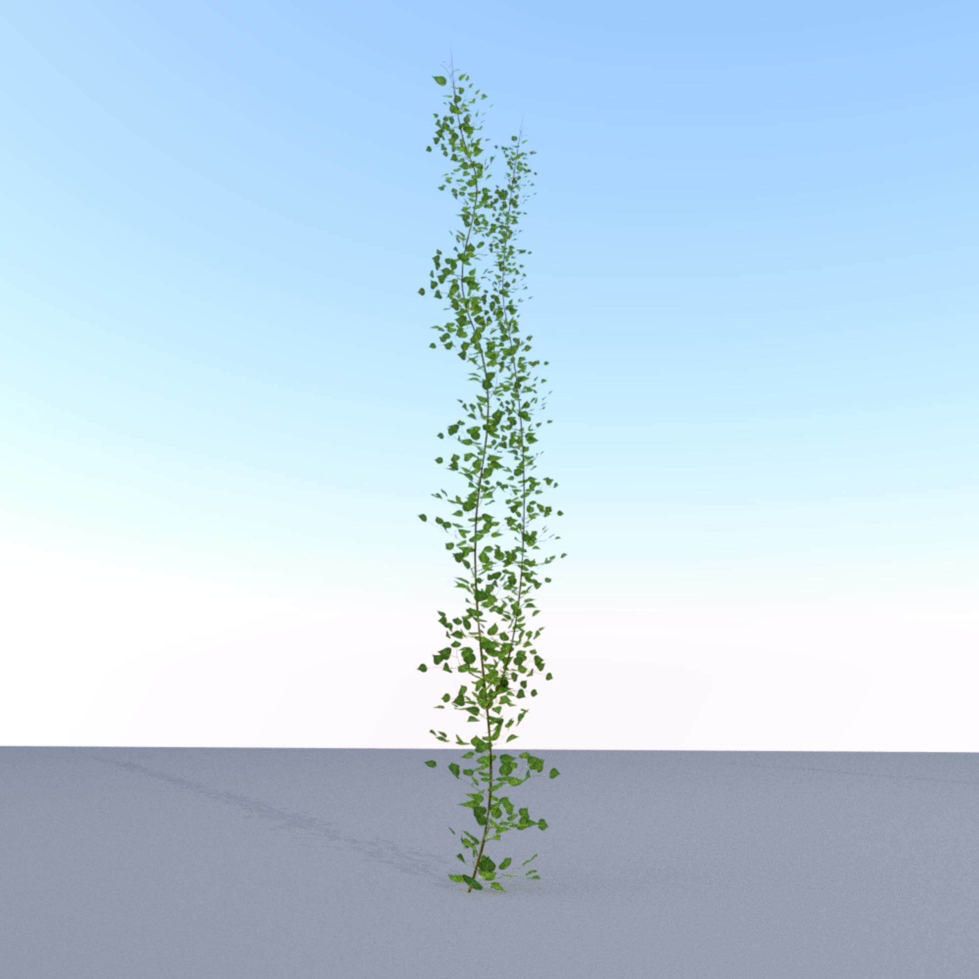 Ivy Vine - Version 2 Low-poly 3D model_22