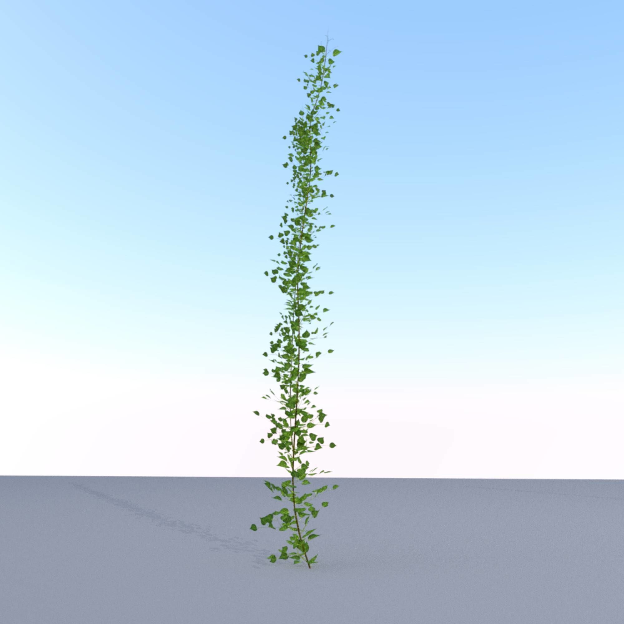 Ivy Vine - Version 2 Low-poly 3D model_25