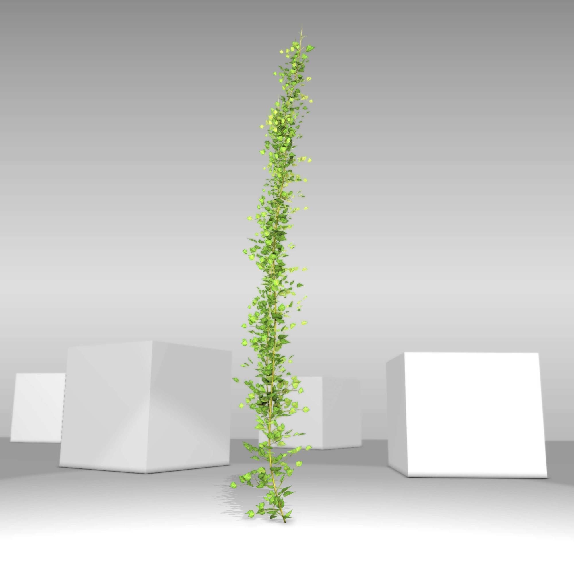 Ivy Vine - Version 2 Low-poly 3D model_27