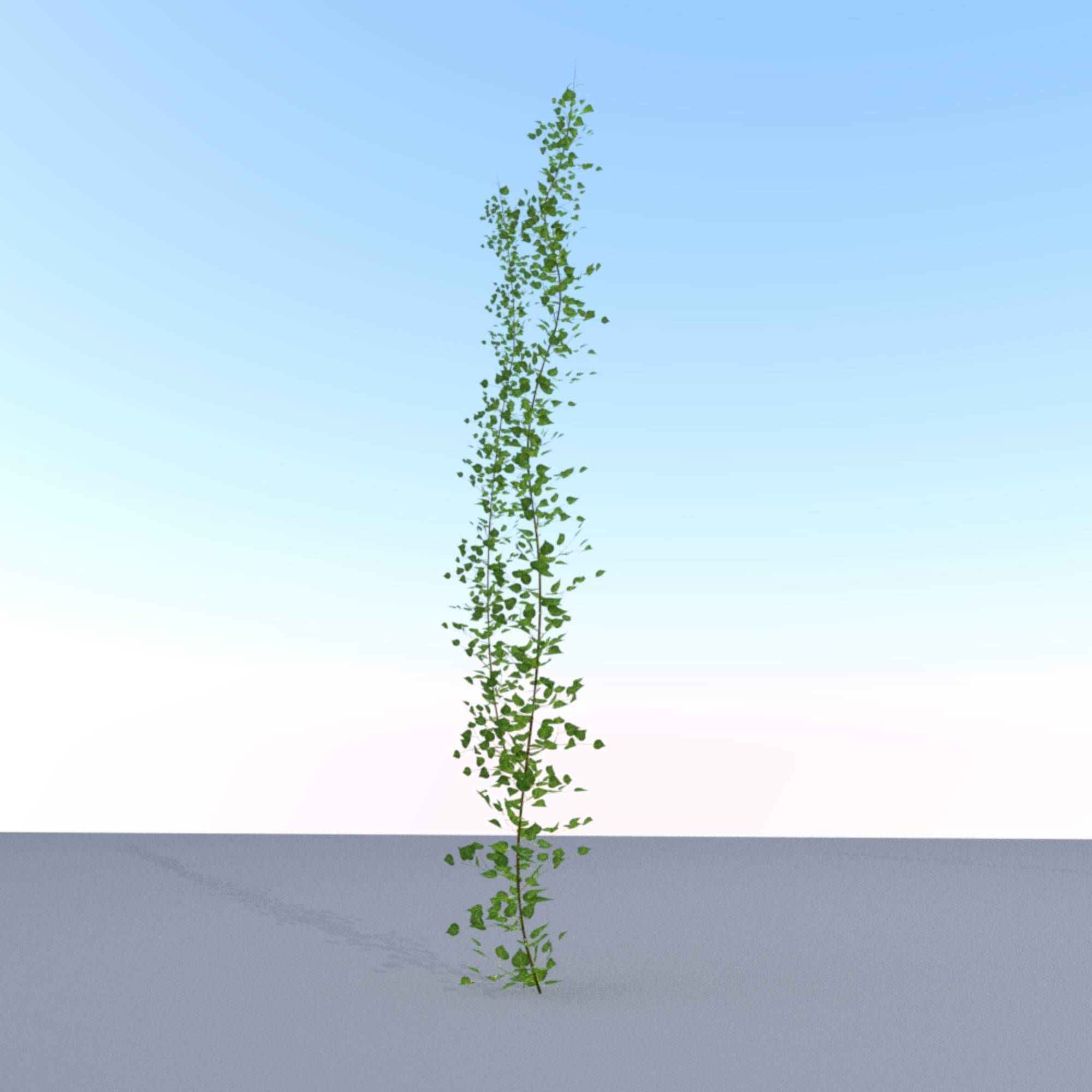 Ivy Vine - Version 2 Low-poly 3D model_28