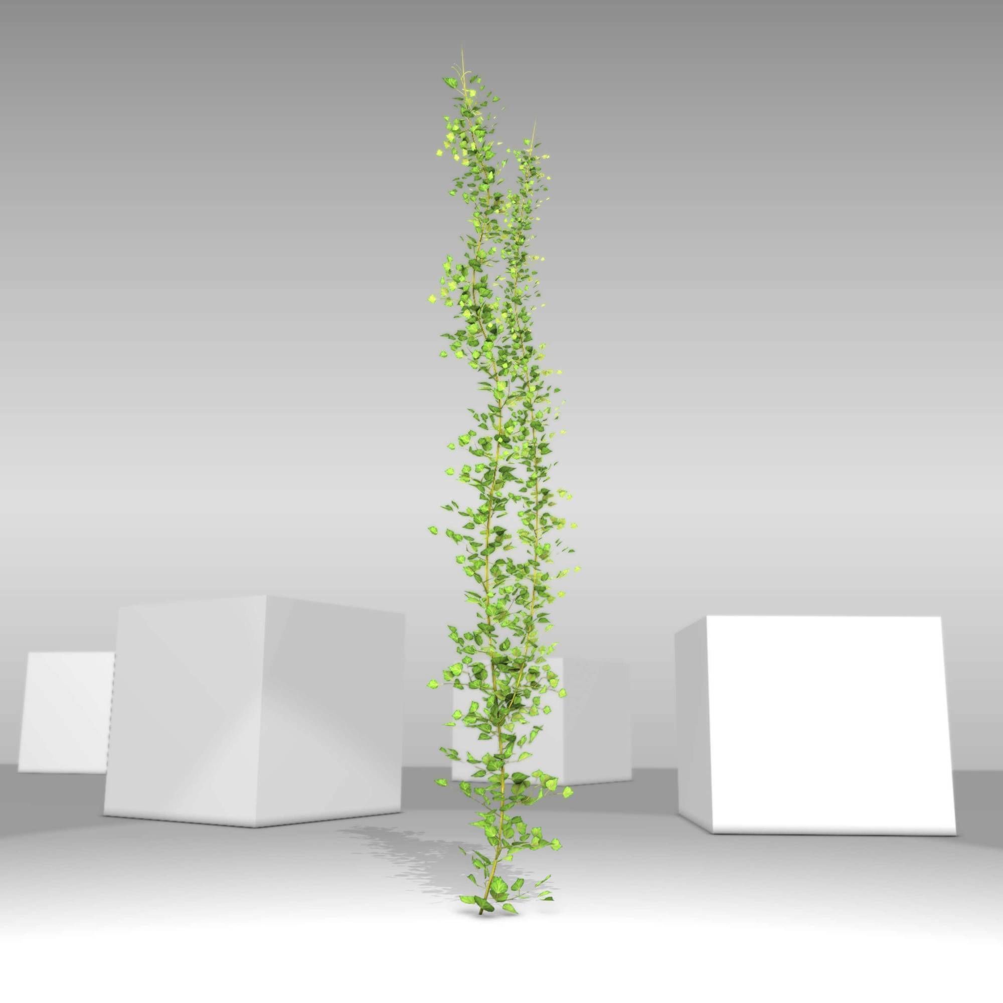 Ivy Vine - Version 2 Low-poly 3D model_13