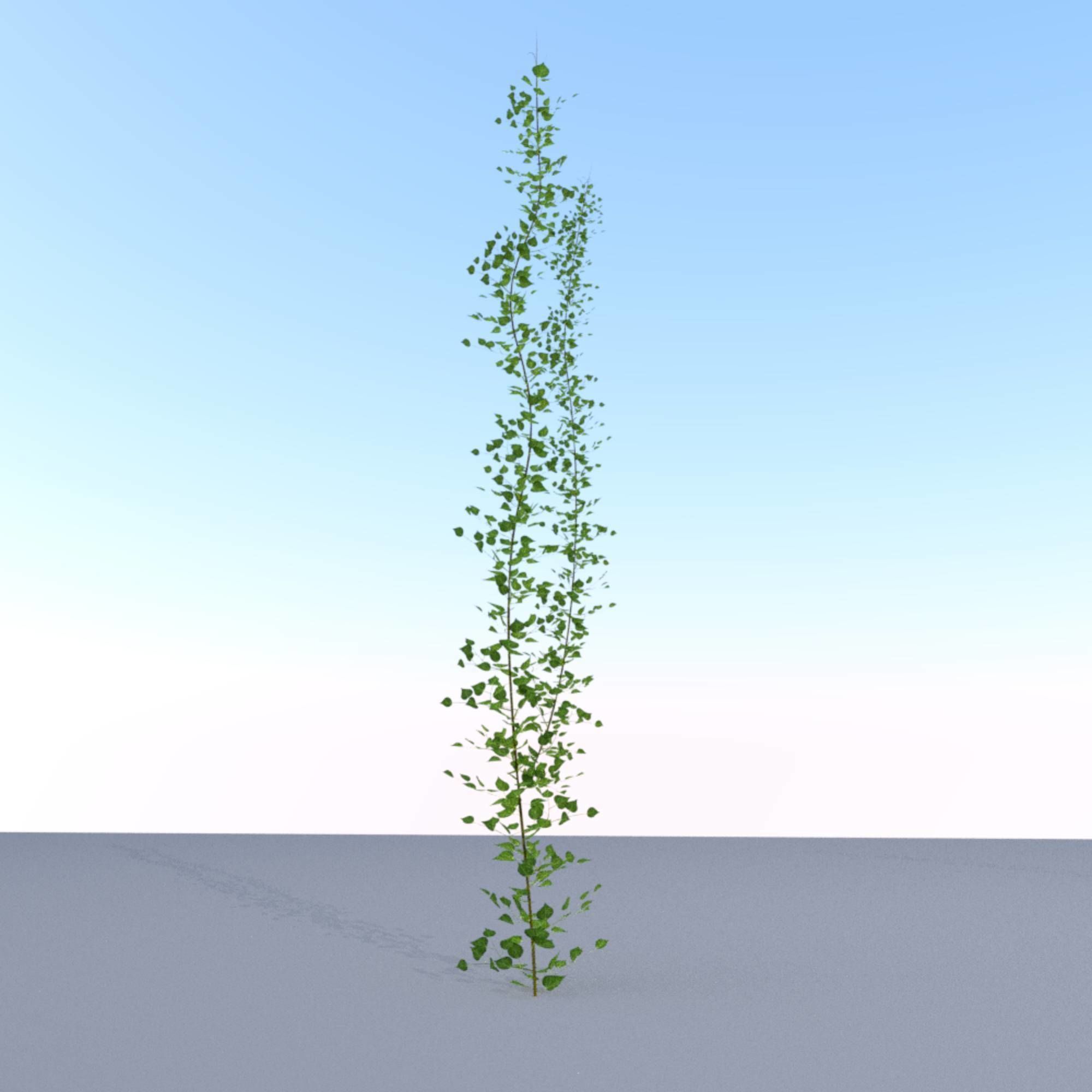 Ivy Vine - Version 2 Low-poly 3D model_19