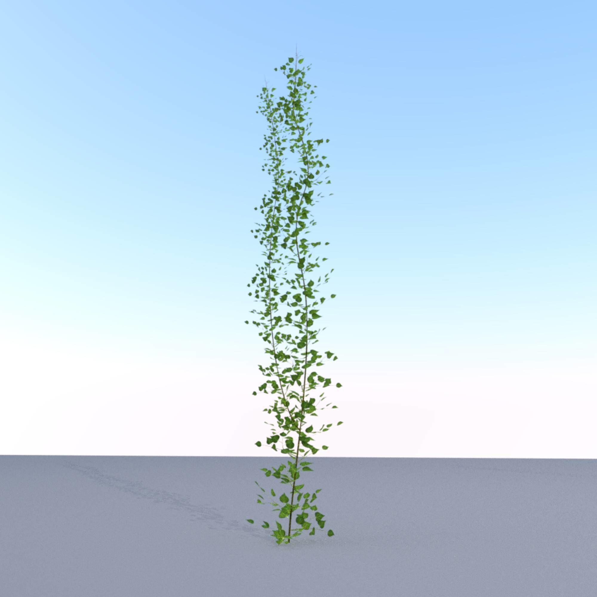 Ivy Vine - Version 2 Low-poly 3D model_5