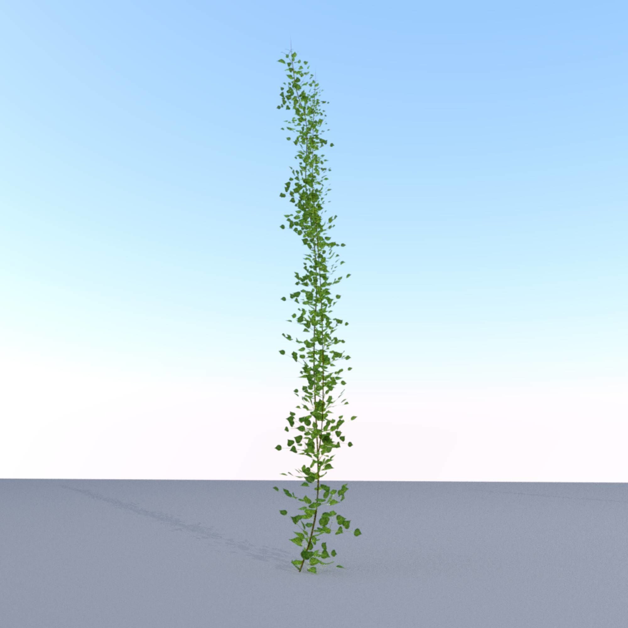 Ivy Vine - Version 2 Low-poly 3D model_11