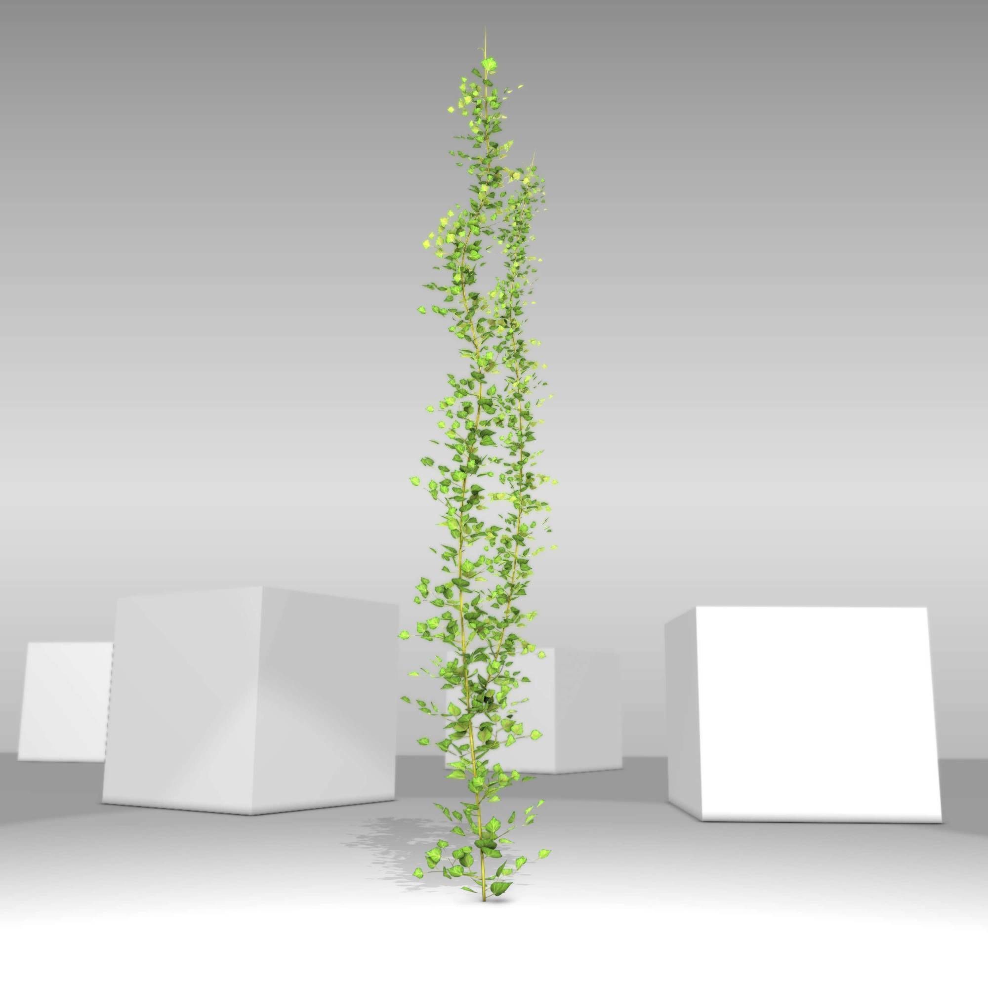Ivy Vine - Version 2 Low-poly 3D model_20