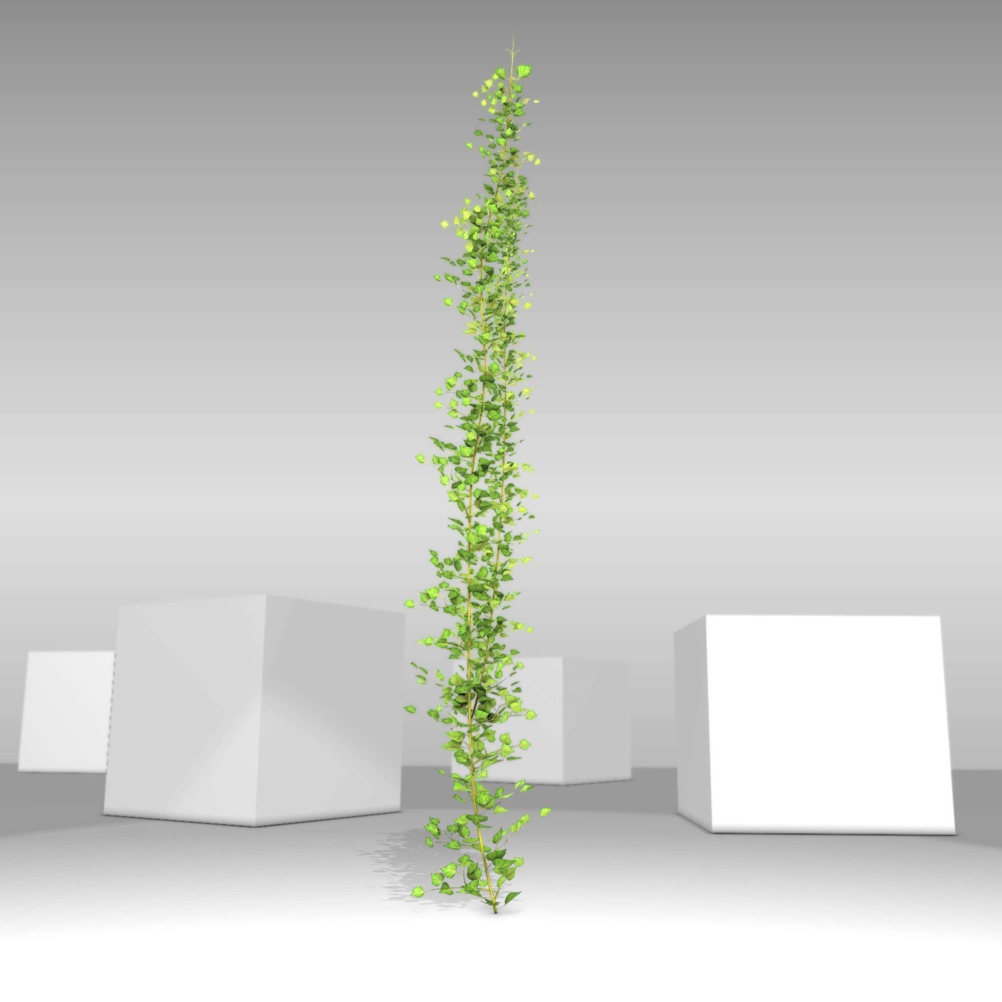 Ivy Vine - Version 2 Low-poly 3D model_24