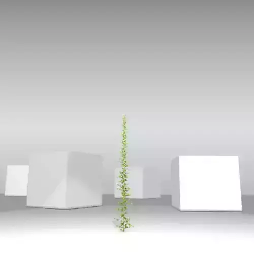 Ivy Vine - Version 5