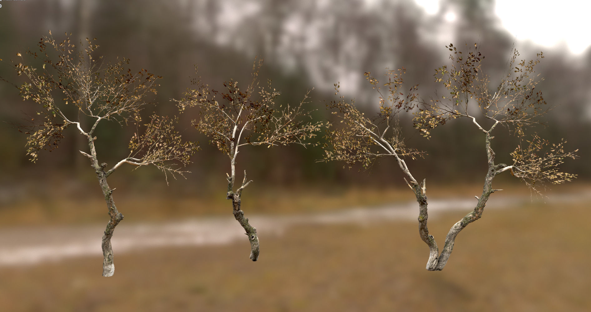 10 Autumn Photo-Scanned Full Size Trees Low-poly 3D model_12