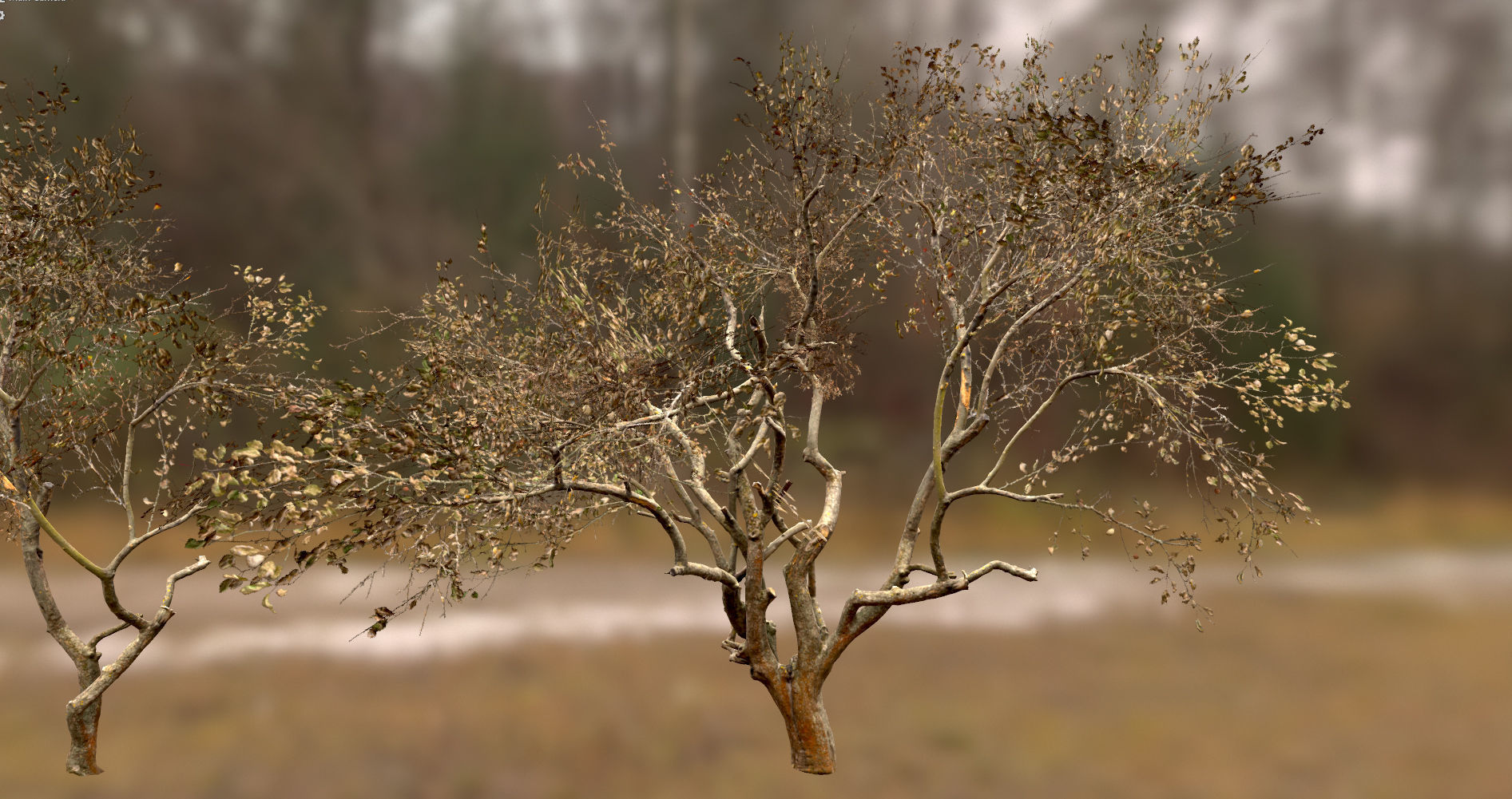 10 Autumn Photo-Scanned Full Size Trees Low-poly 3D model_15