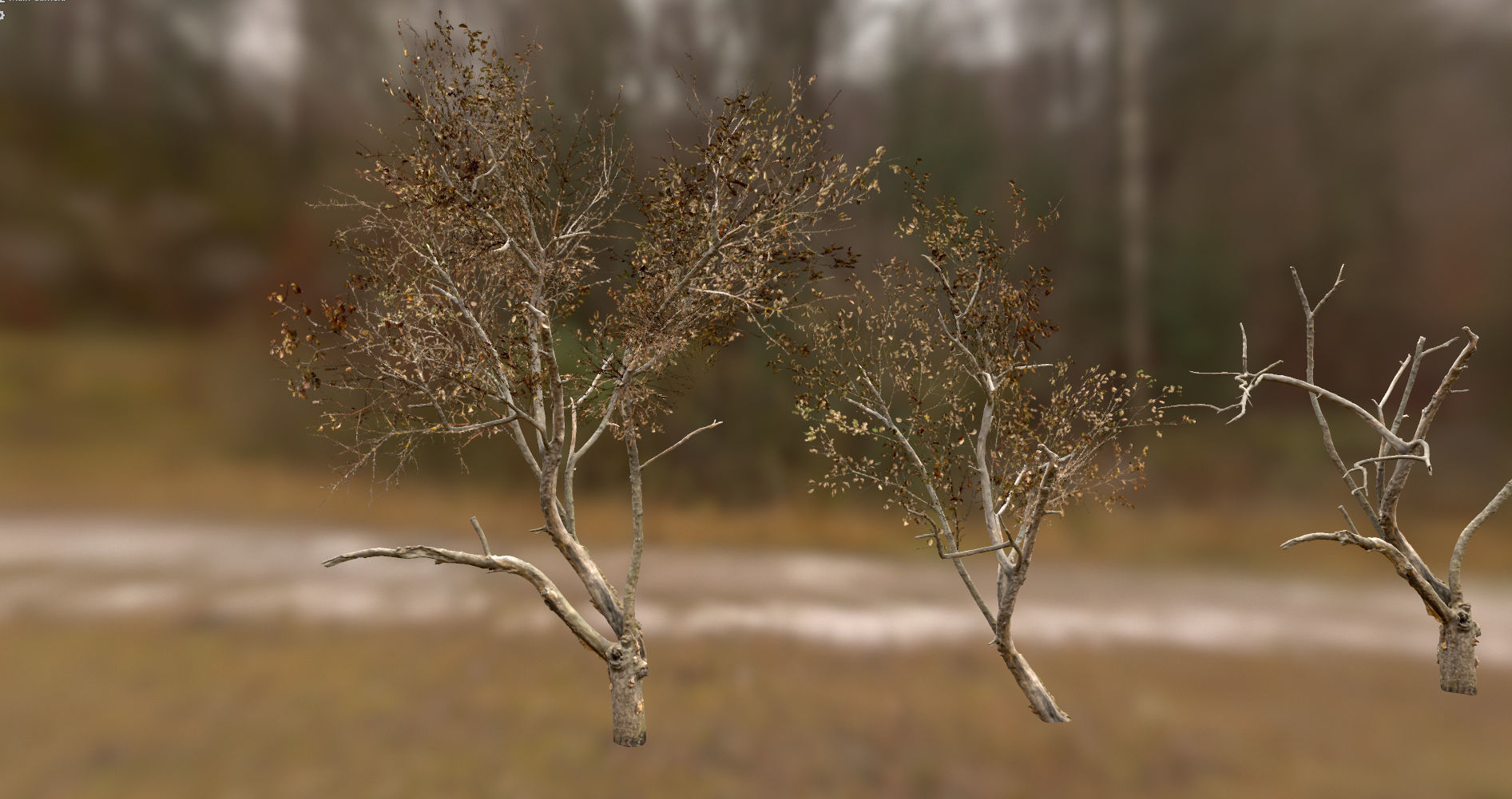 10 Autumn Photo-Scanned Full Size Trees Low-poly 3D model_24