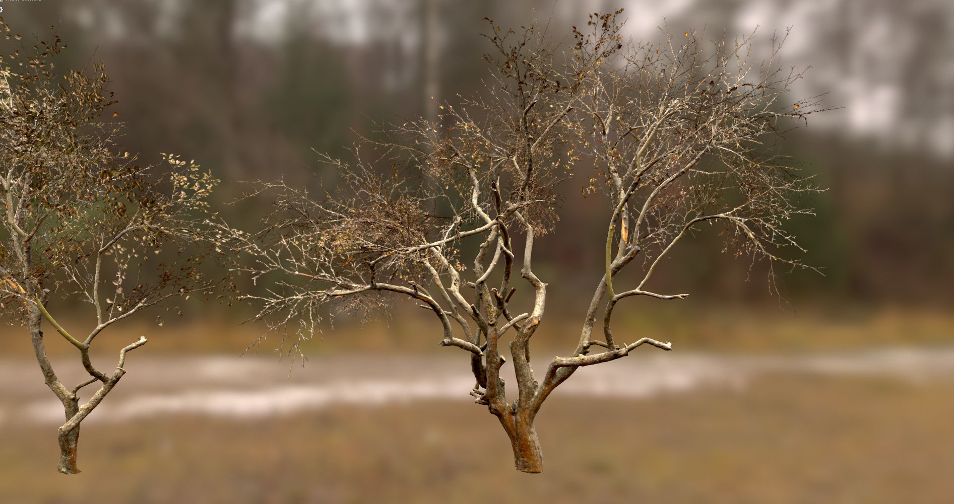 10 Autumn Photo-Scanned Full Size Trees Low-poly 3D model_14