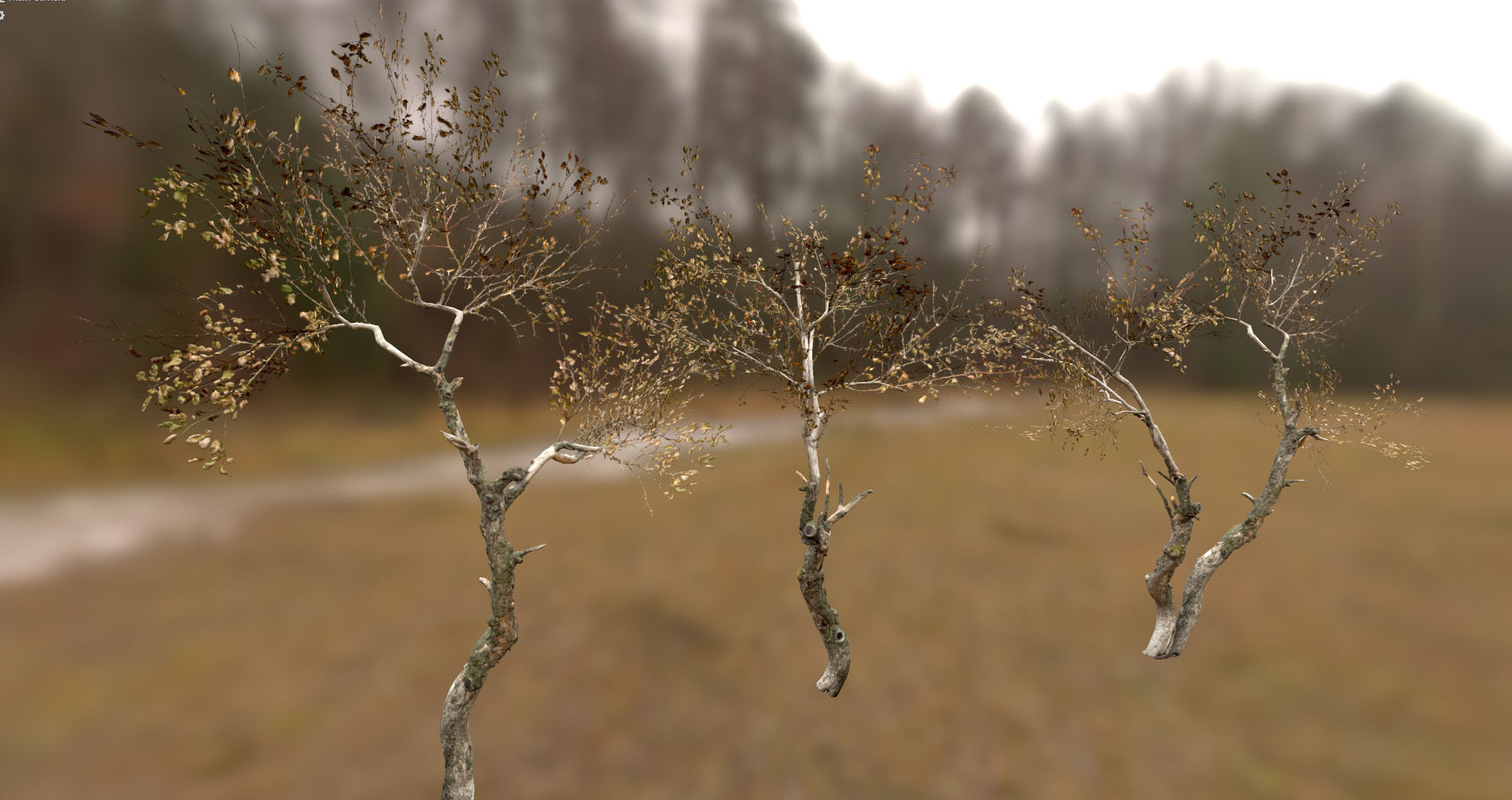 10 Autumn Photo-Scanned Full Size Trees Low-poly 3D model_13