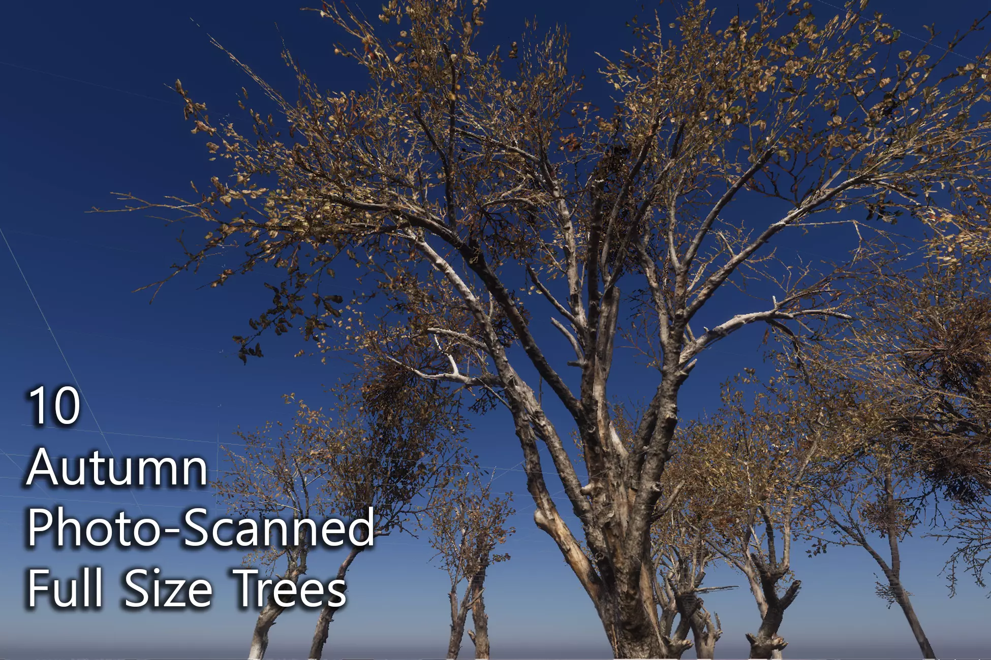 10 Autumn Photo-Scanned Full Size Trees Low-poly 3D model_0