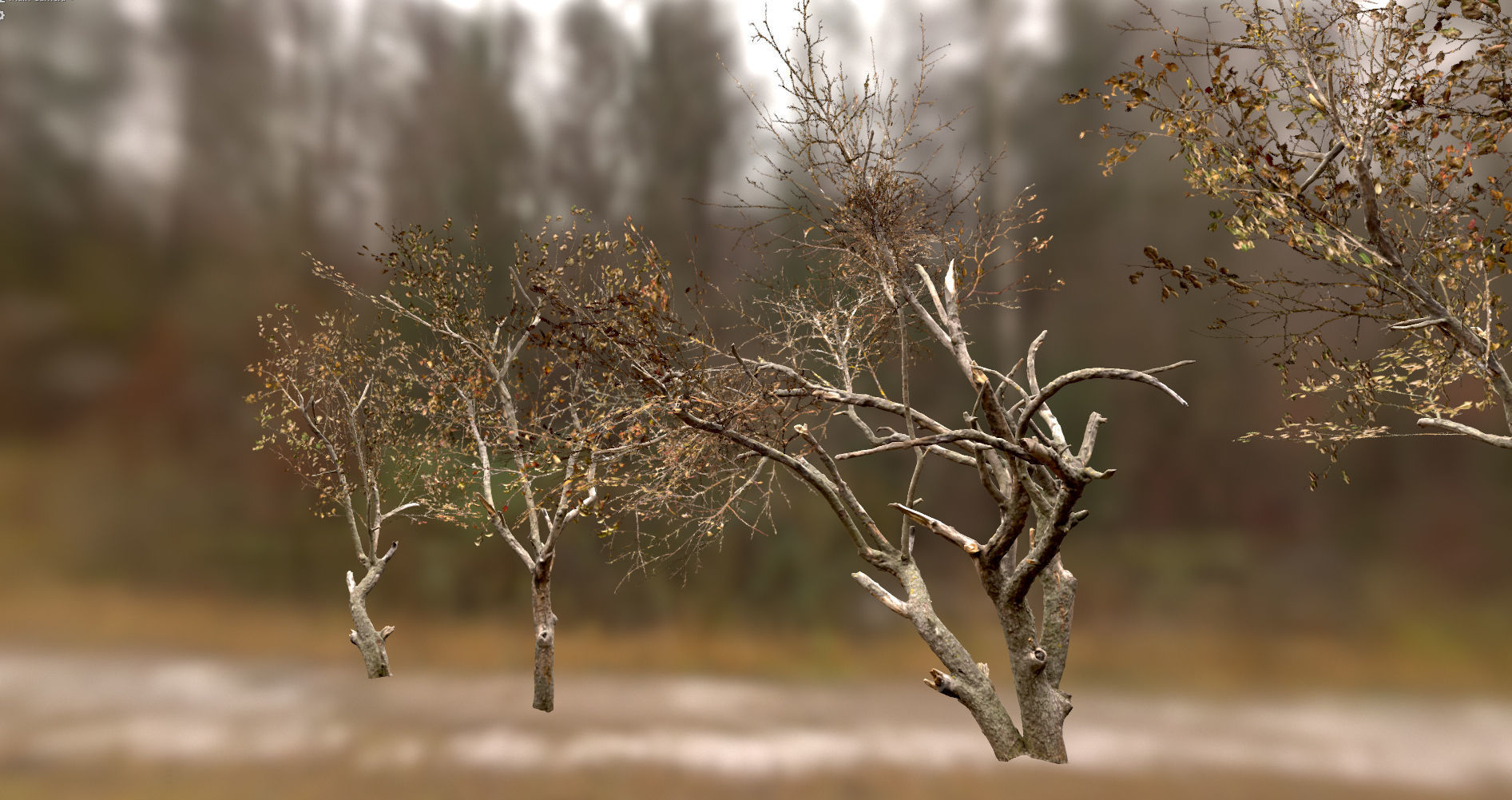 10 Autumn Photo-Scanned Full Size Trees Low-poly 3D model_21