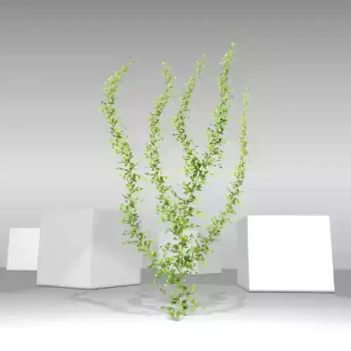 Ivy Vine - Version 6