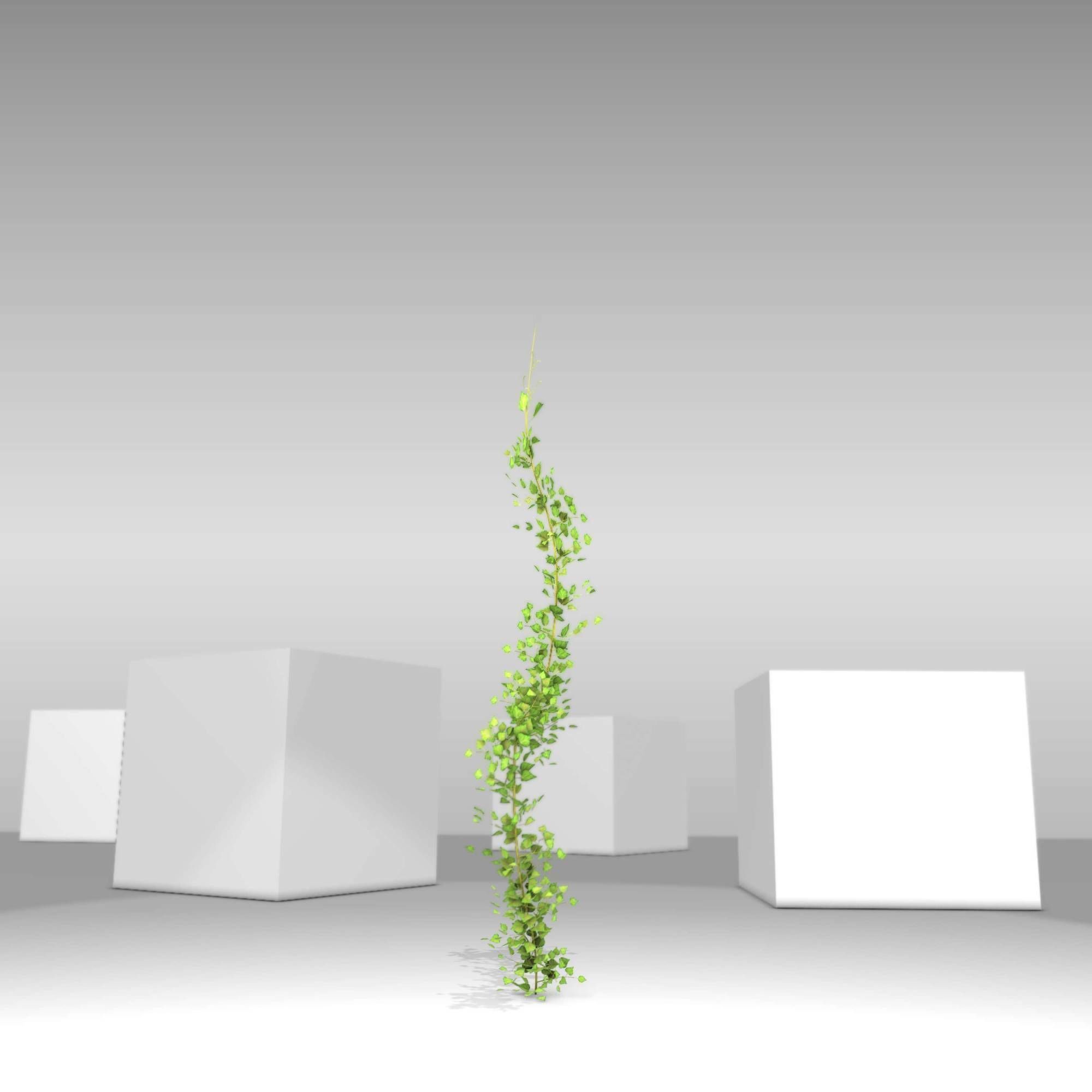 Ivy Vine - Version 9 Low-poly 3D model_24