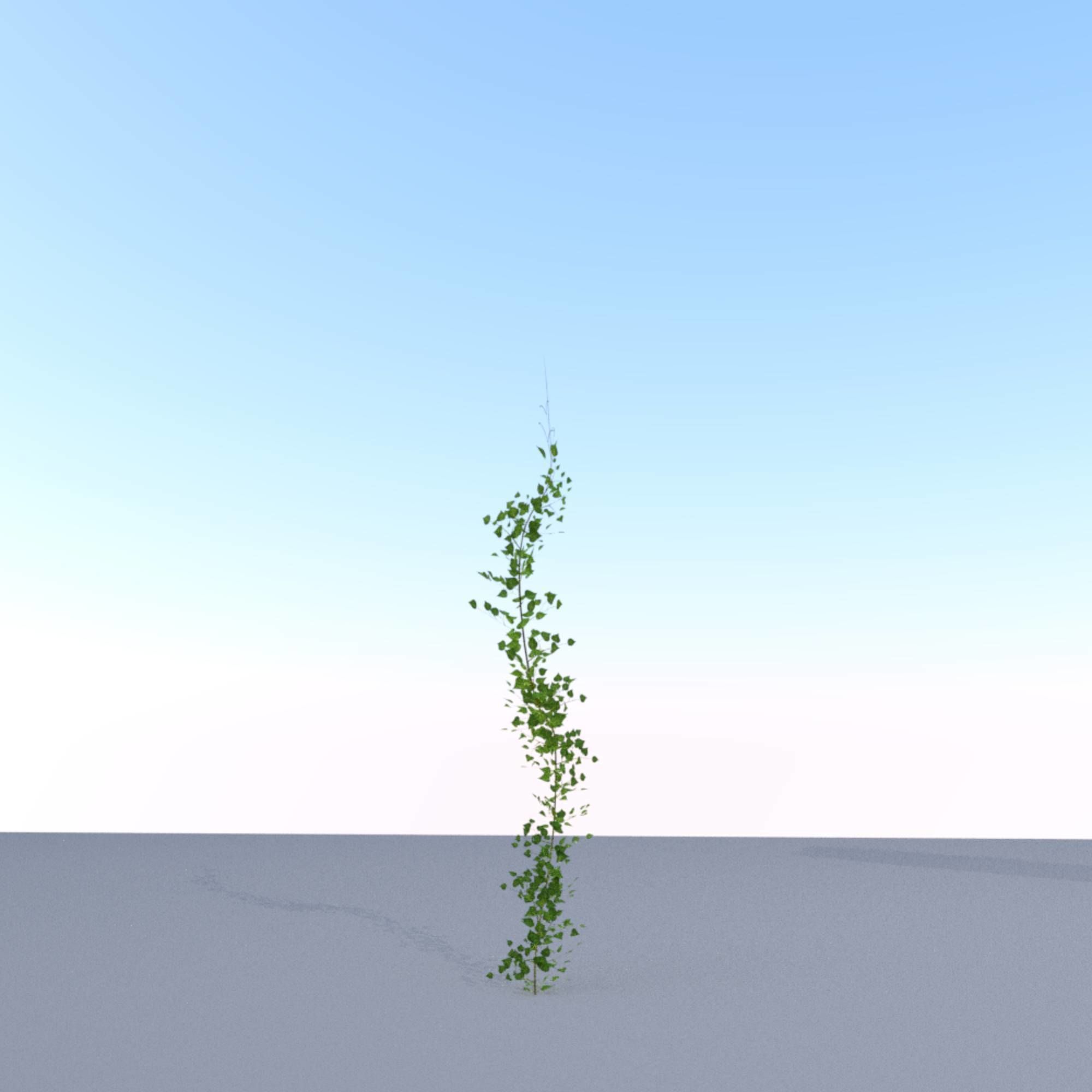 Ivy Vine - Version 9 Low-poly 3D model_8