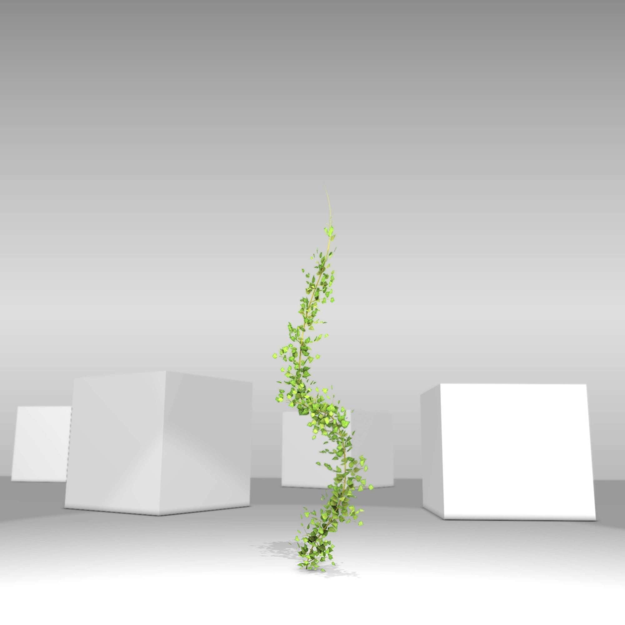 Ivy Vine - Version 9 Low-poly 3D model_30