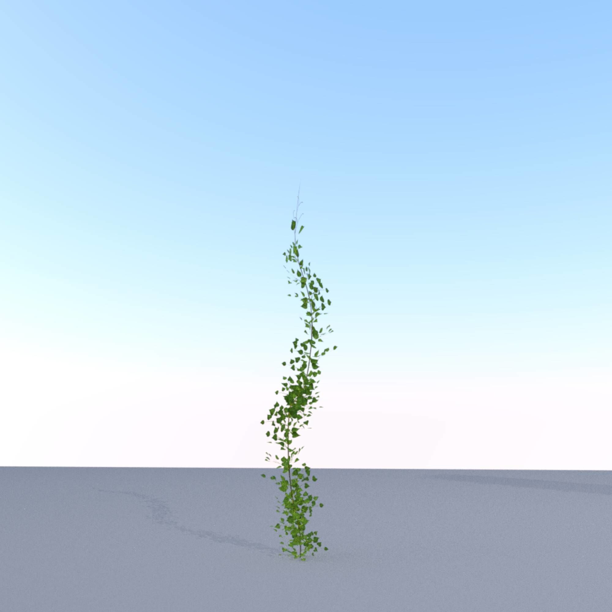 Ivy Vine - Version 9 Low-poly 3D model_23