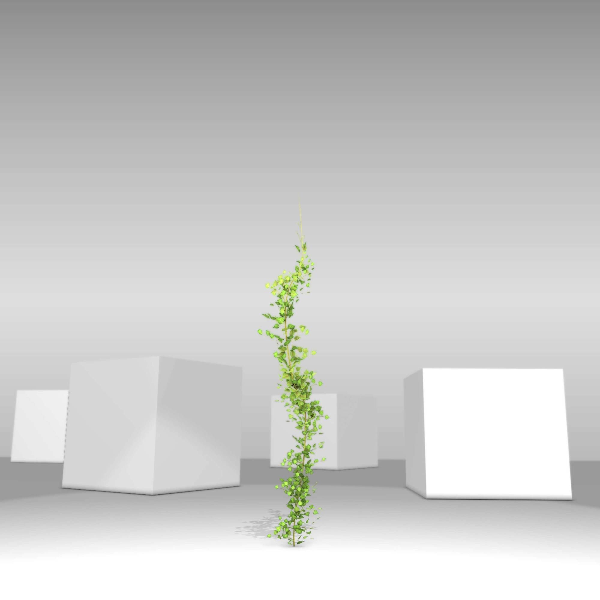 Ivy Vine - Version 9 Low-poly 3D model_7