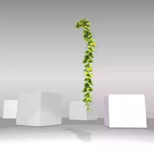Grape Vine Version 13 Low-poly 3D model