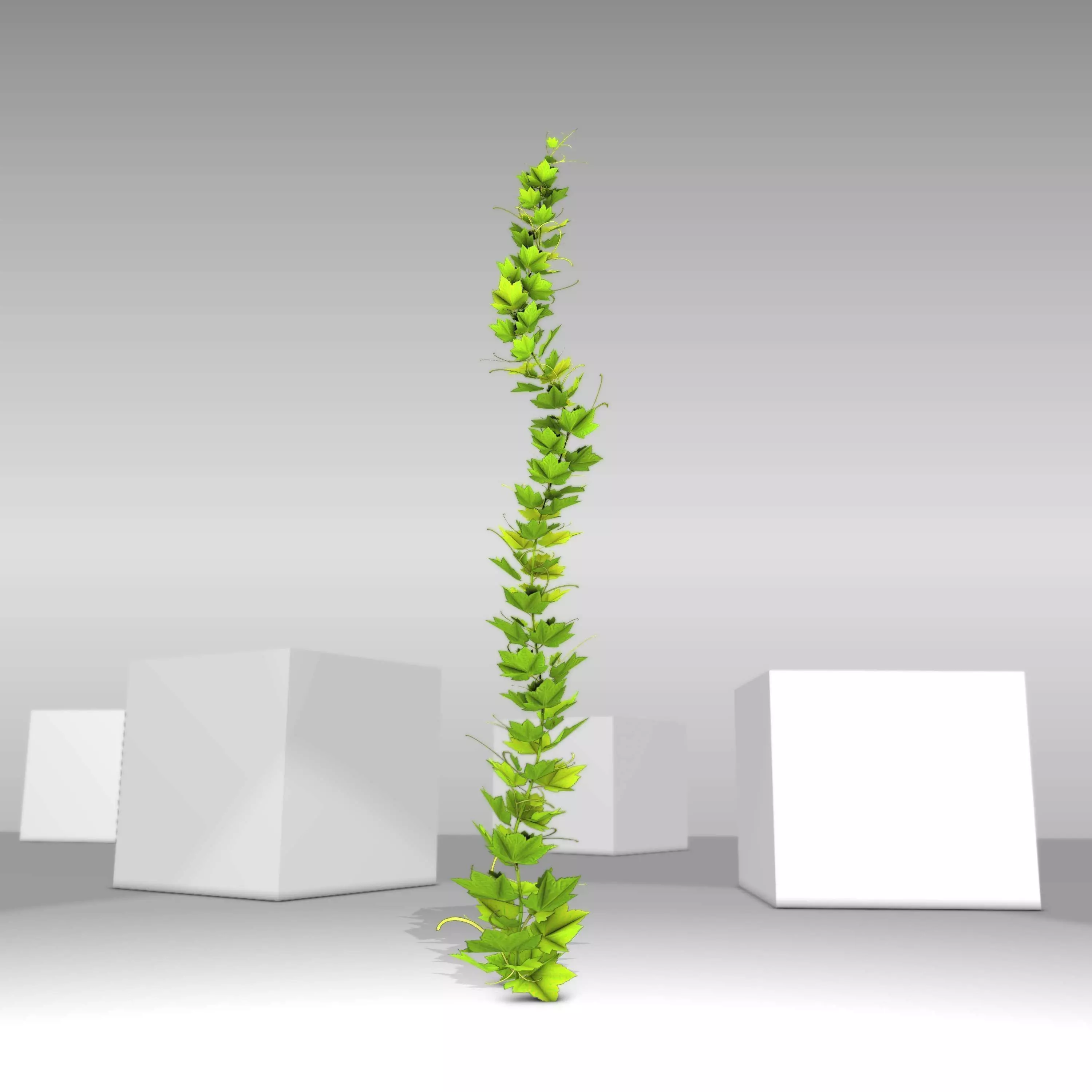 Grapevine Version 3 Low-poly 3D model