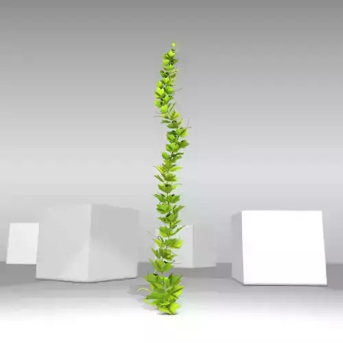 Grapevine Version 3 Low-poly 3D model