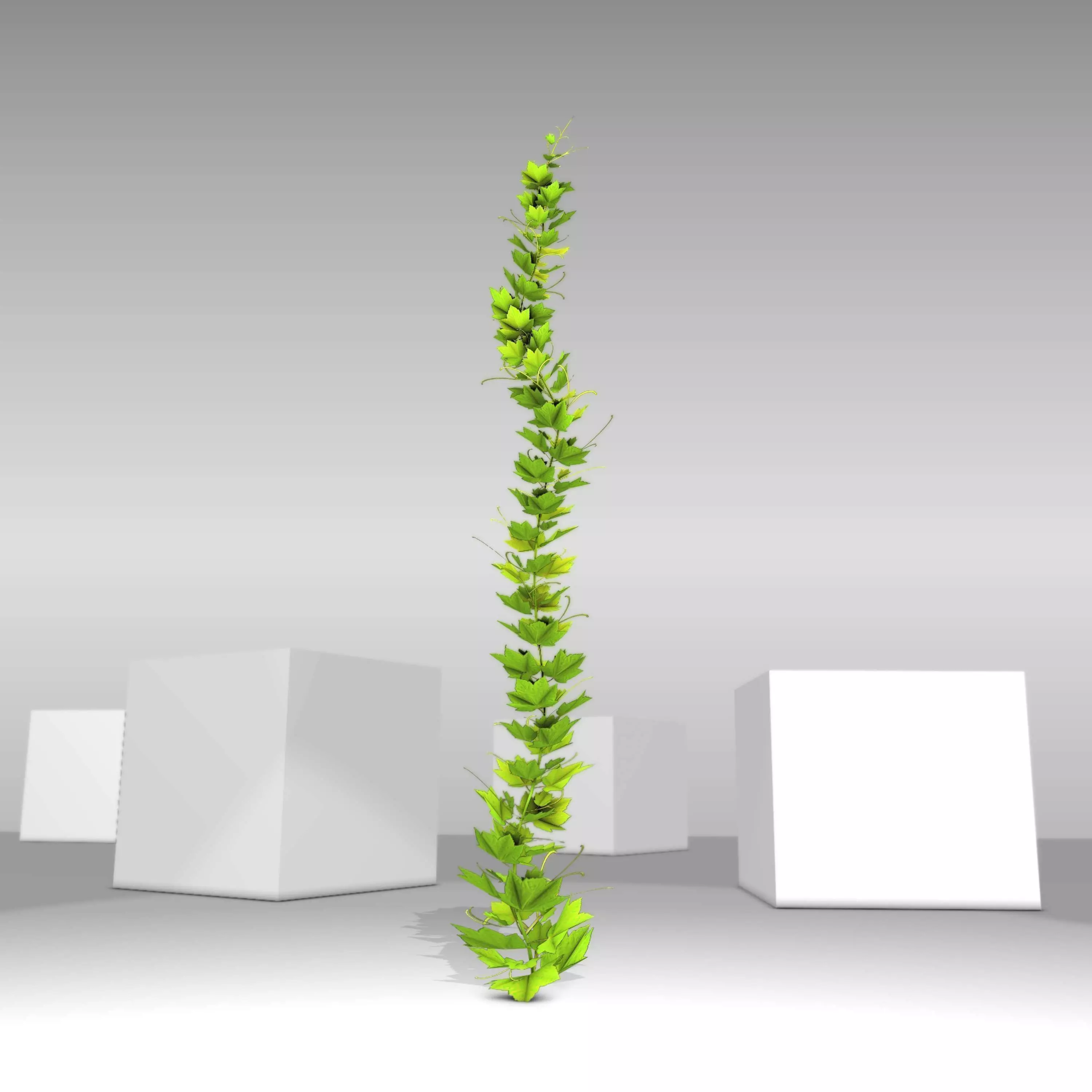 Grapevine Version 4 Low-poly 3D model
