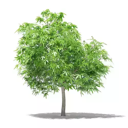 Mango Tree 3D model