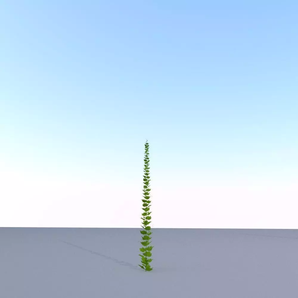 Grapevine Version 5 Low-poly 3D model